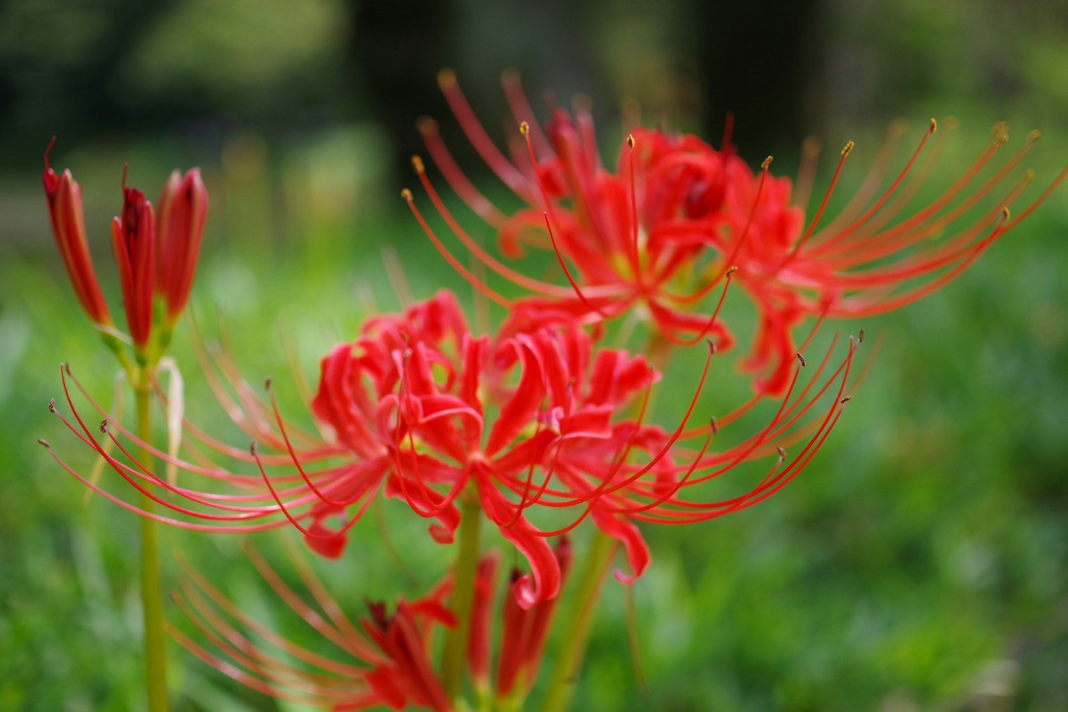 Vibrant red spider lilies blooming against a green background