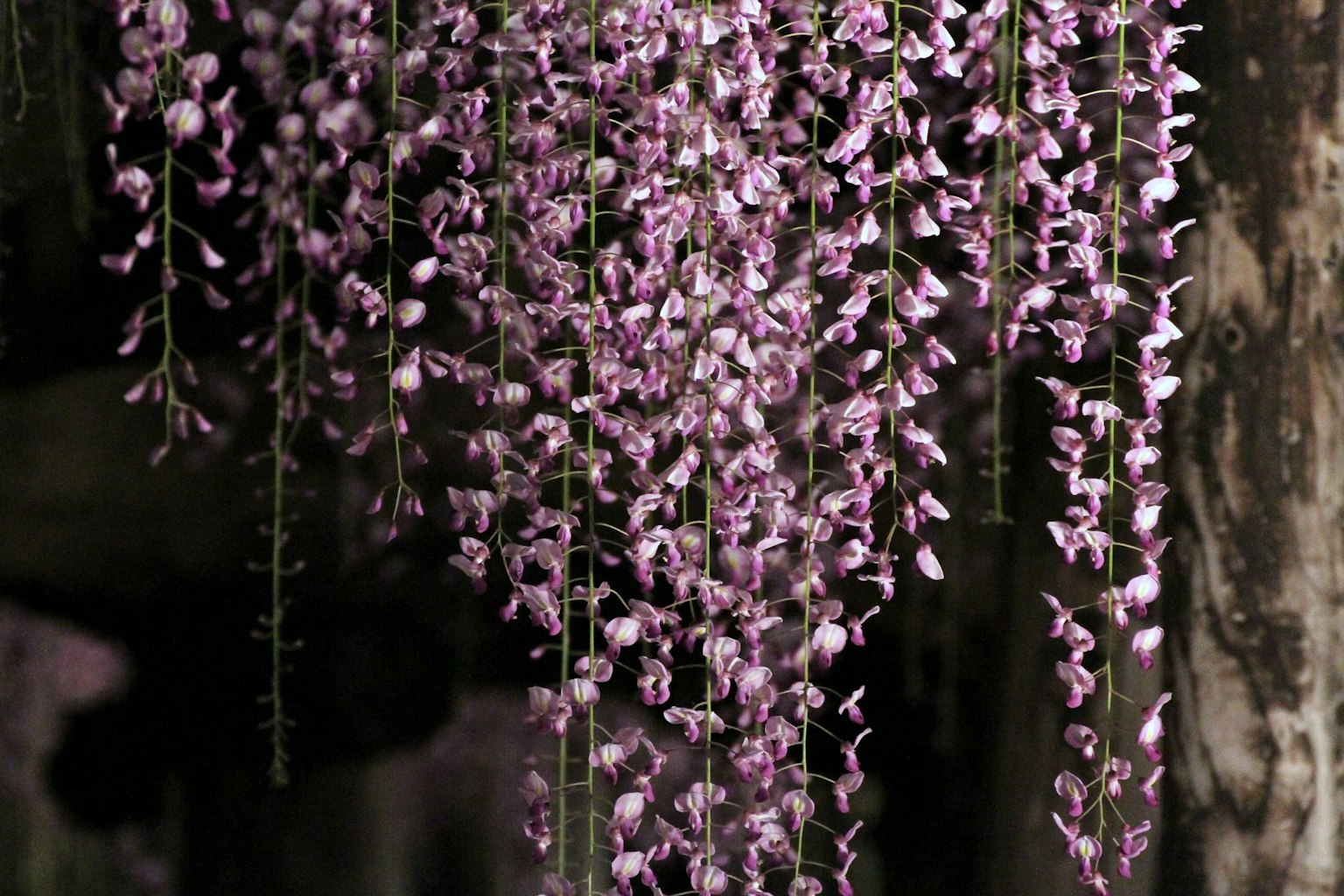 Hermosa escena de flores de glicina moradas en cascada