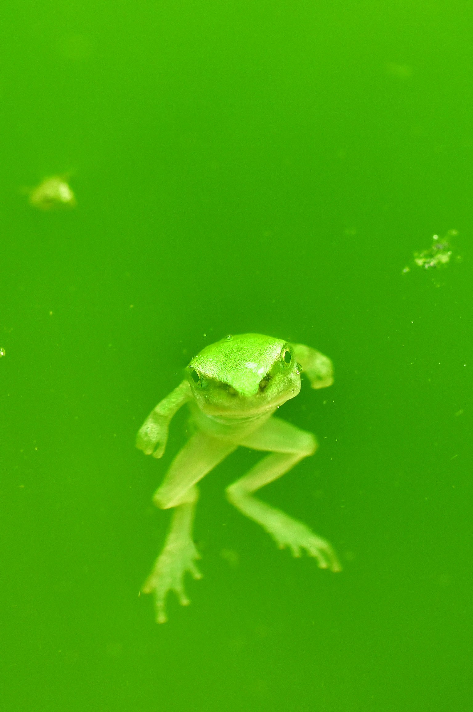 緑色の水中にいるカエルの画像 カエルは鮮やかな緑色で水中を泳いでいる