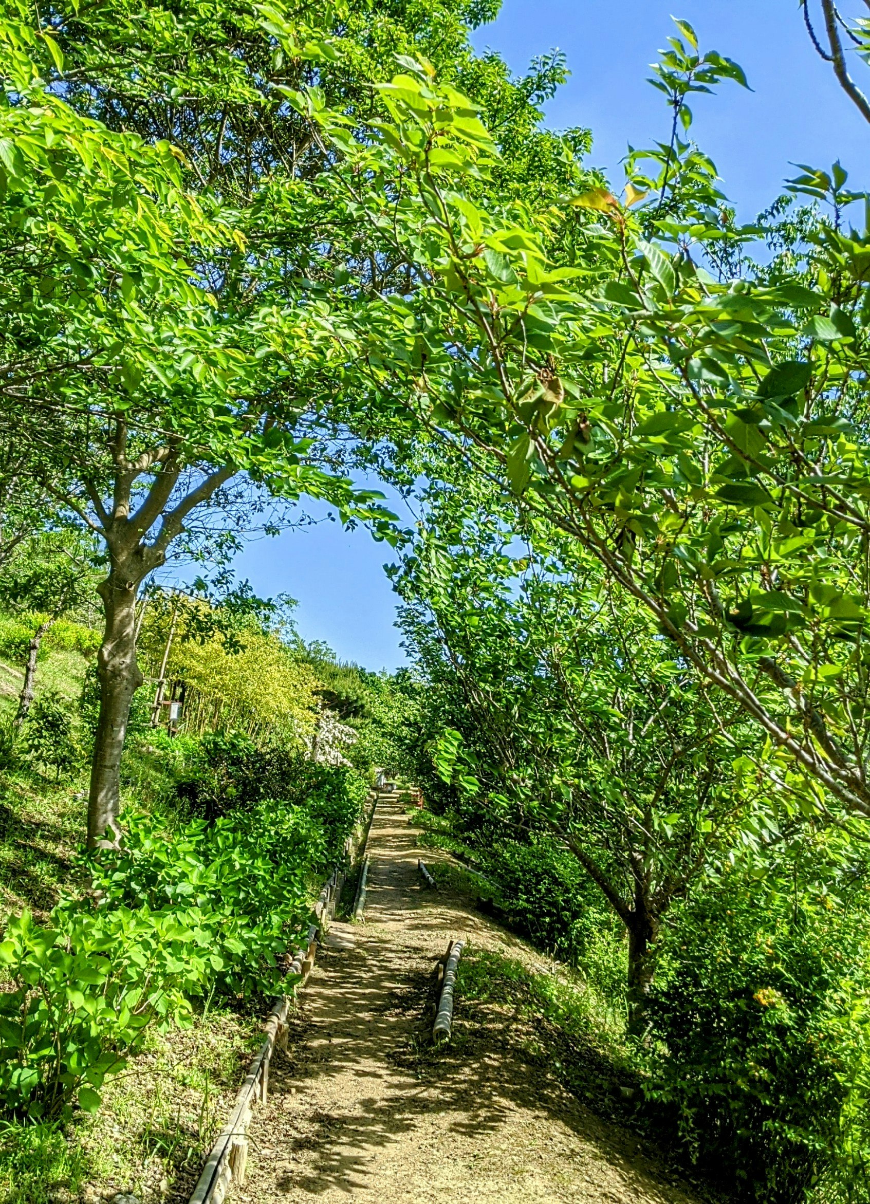 森の中の夏の木々と小道の入口