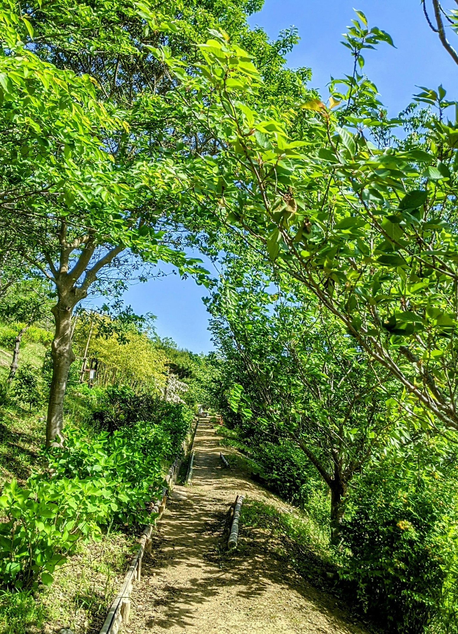 Un sentiero panoramico circondato da alberi verdi lussureggianti sotto un cielo azzurro
