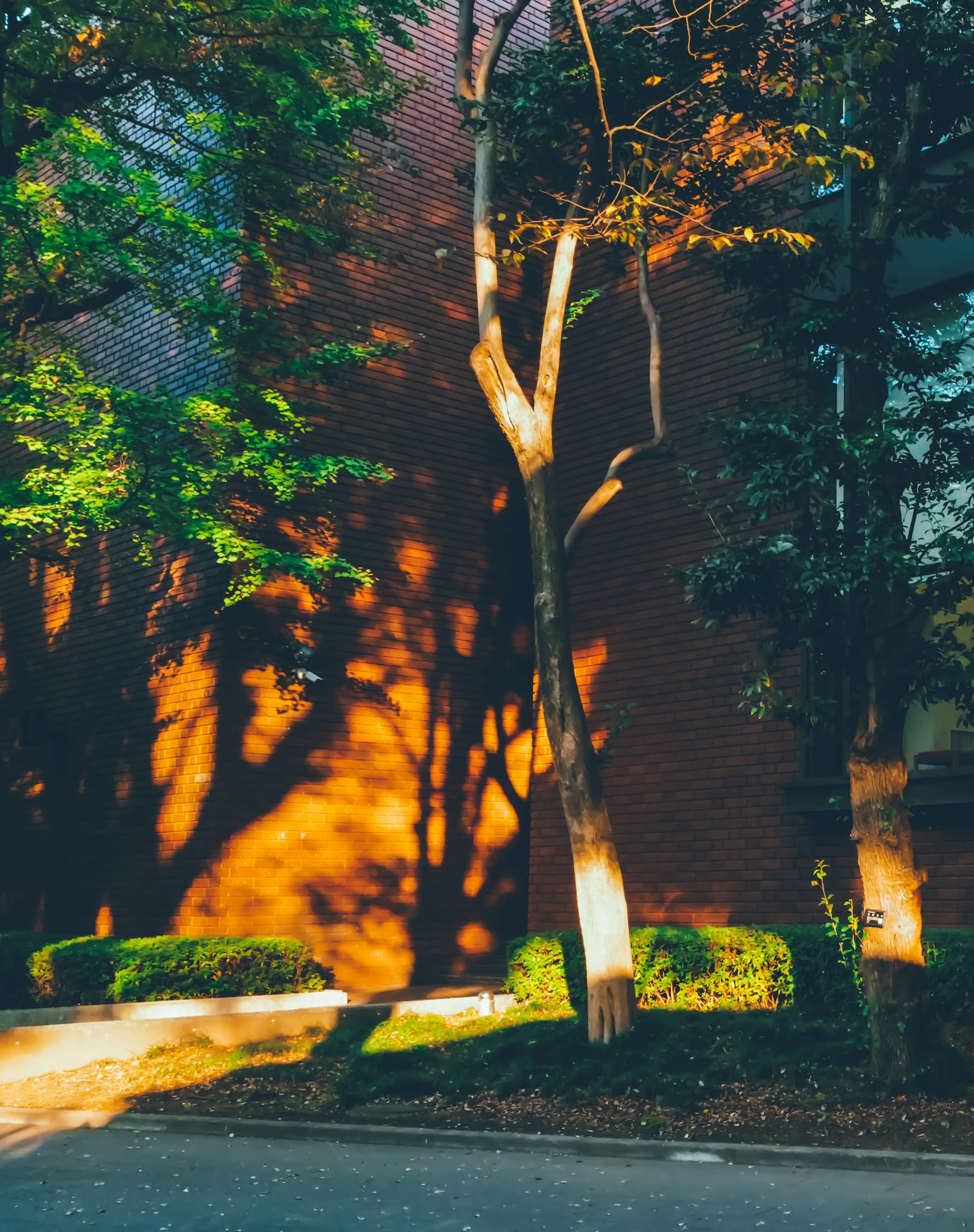 Schatten von Bäumen an einer roten Wand mit lebhaftem grünen Laub