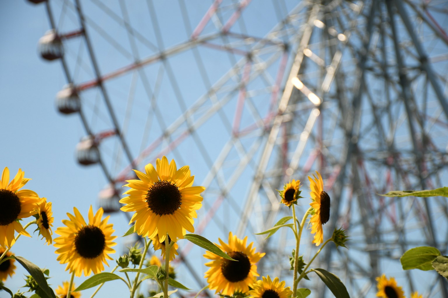 Tournesols devant une grande roue sous un ciel bleu avec des fleurs éclatantes
