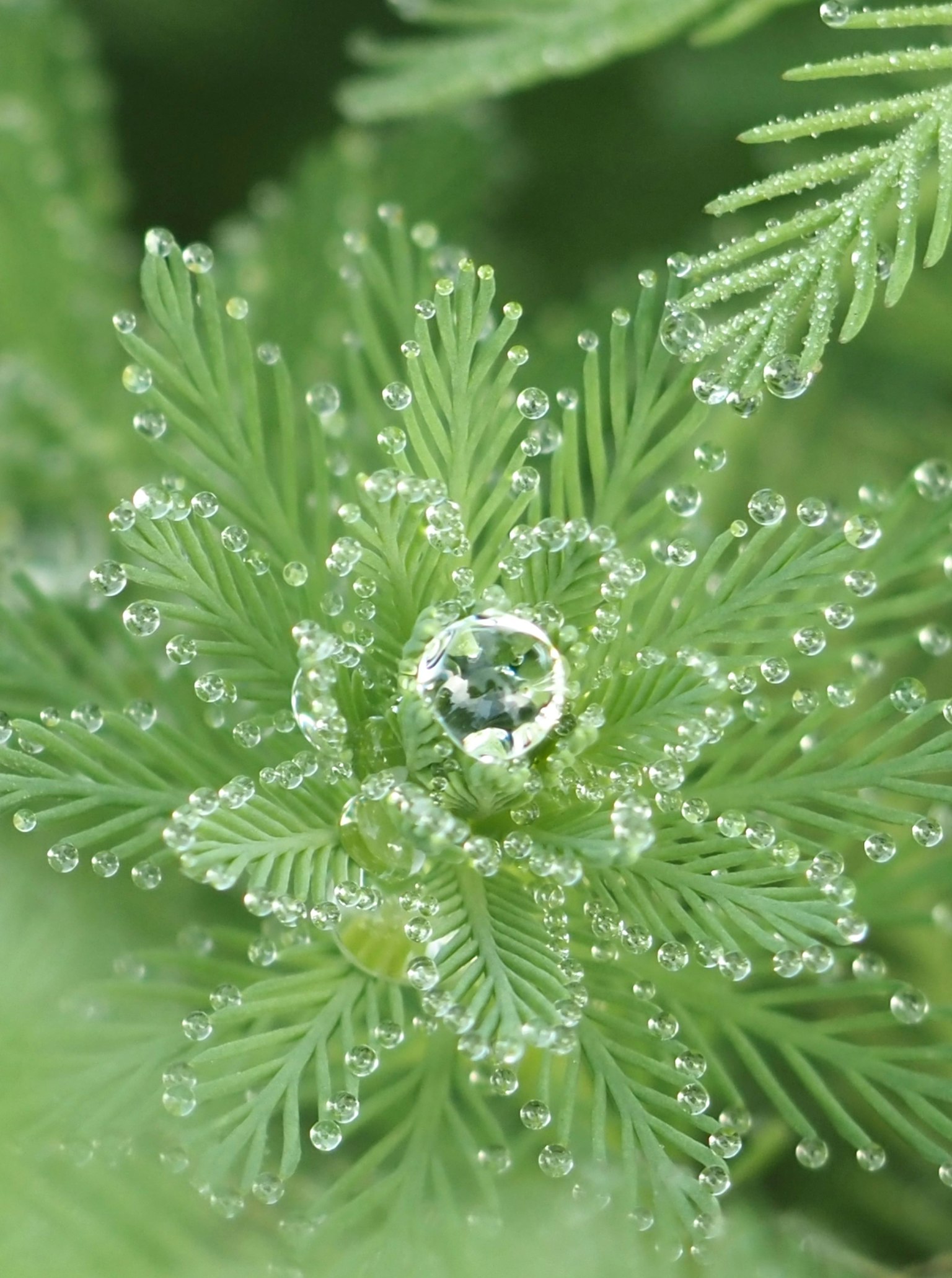绿色植物特写，叶片上有水滴