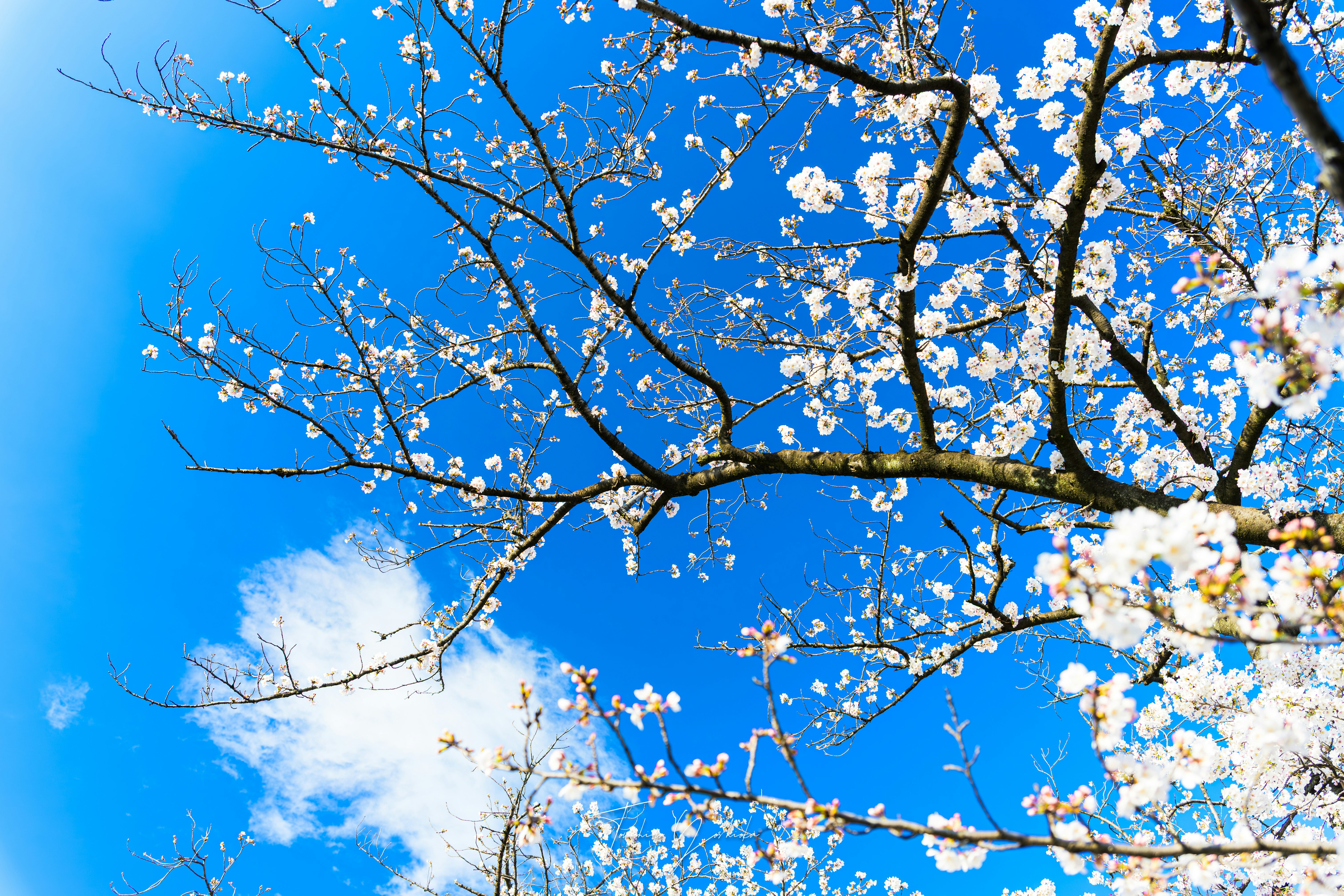 青空に映える桜の枝と花