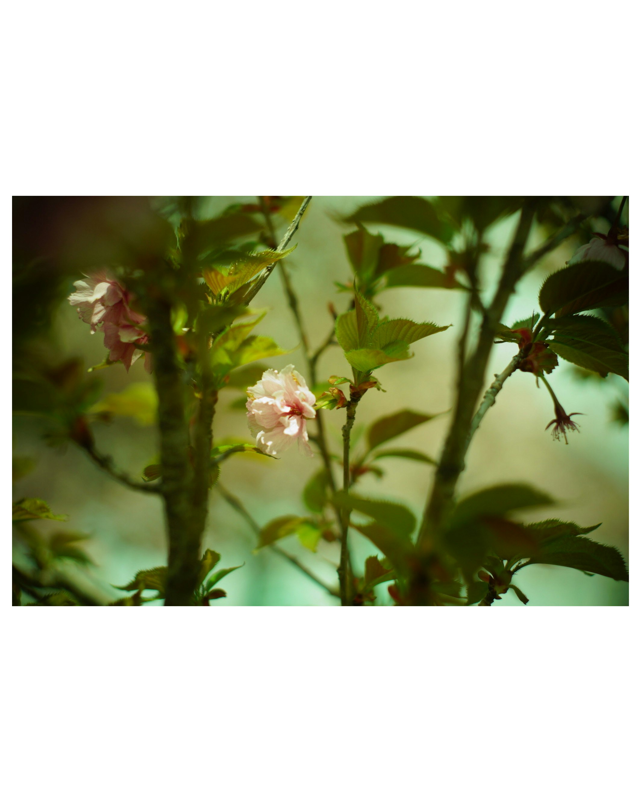 綠葉間的柔和花朵特寫