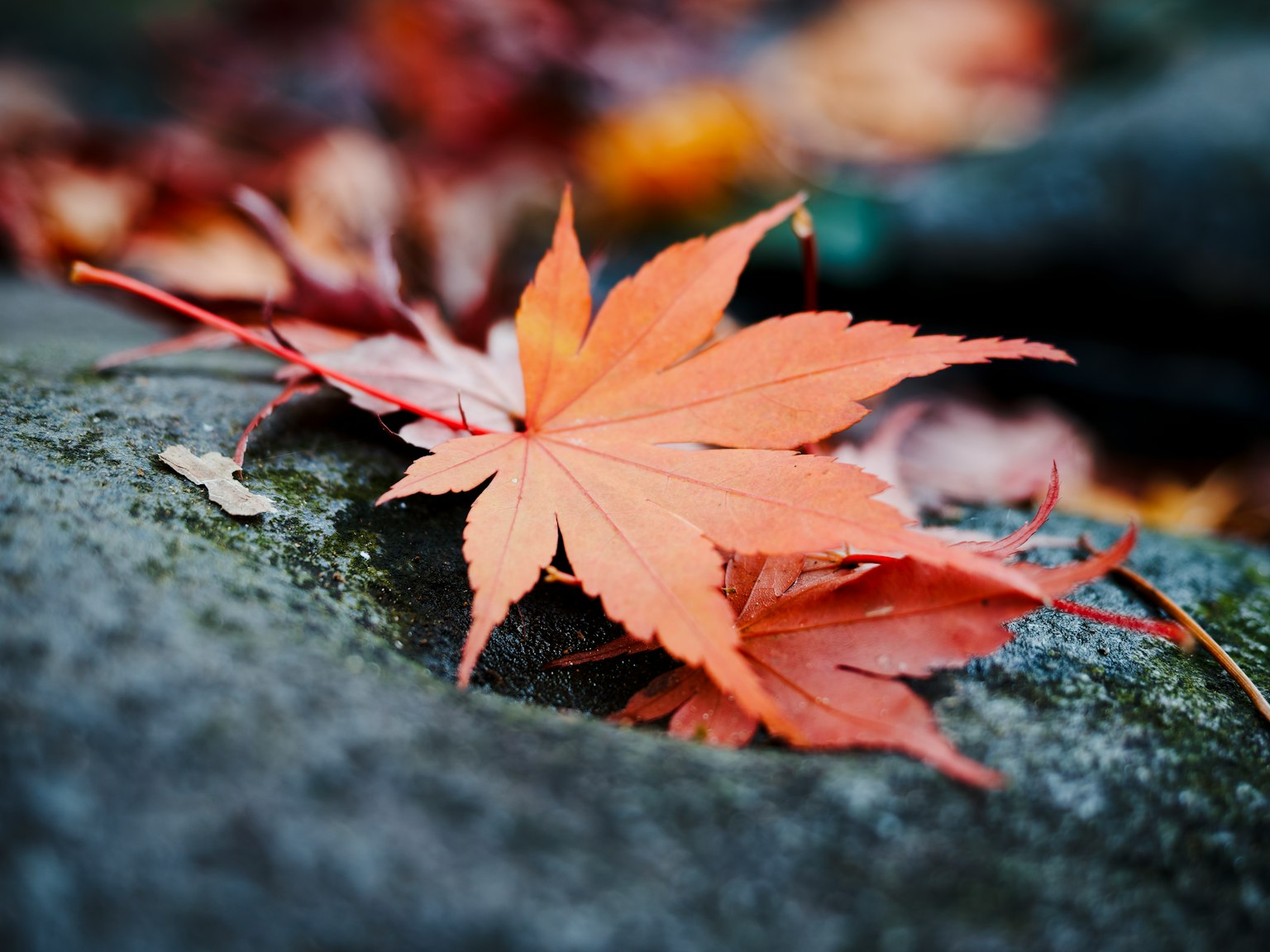 鮮やかなオレンジ色のカエデの葉が石の上に置かれている