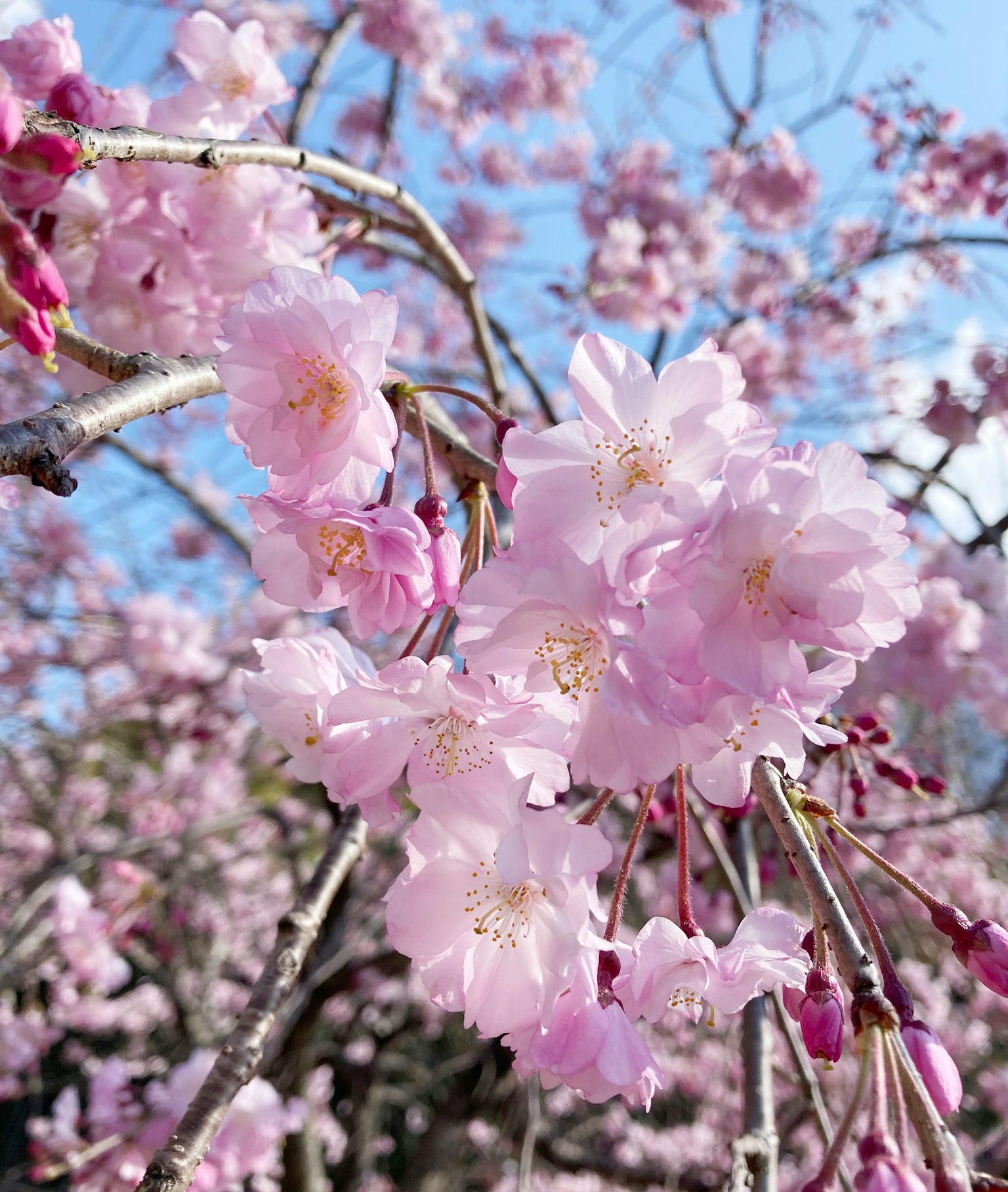 Gros plan de fleurs de cerisier sur une branche d'arbre