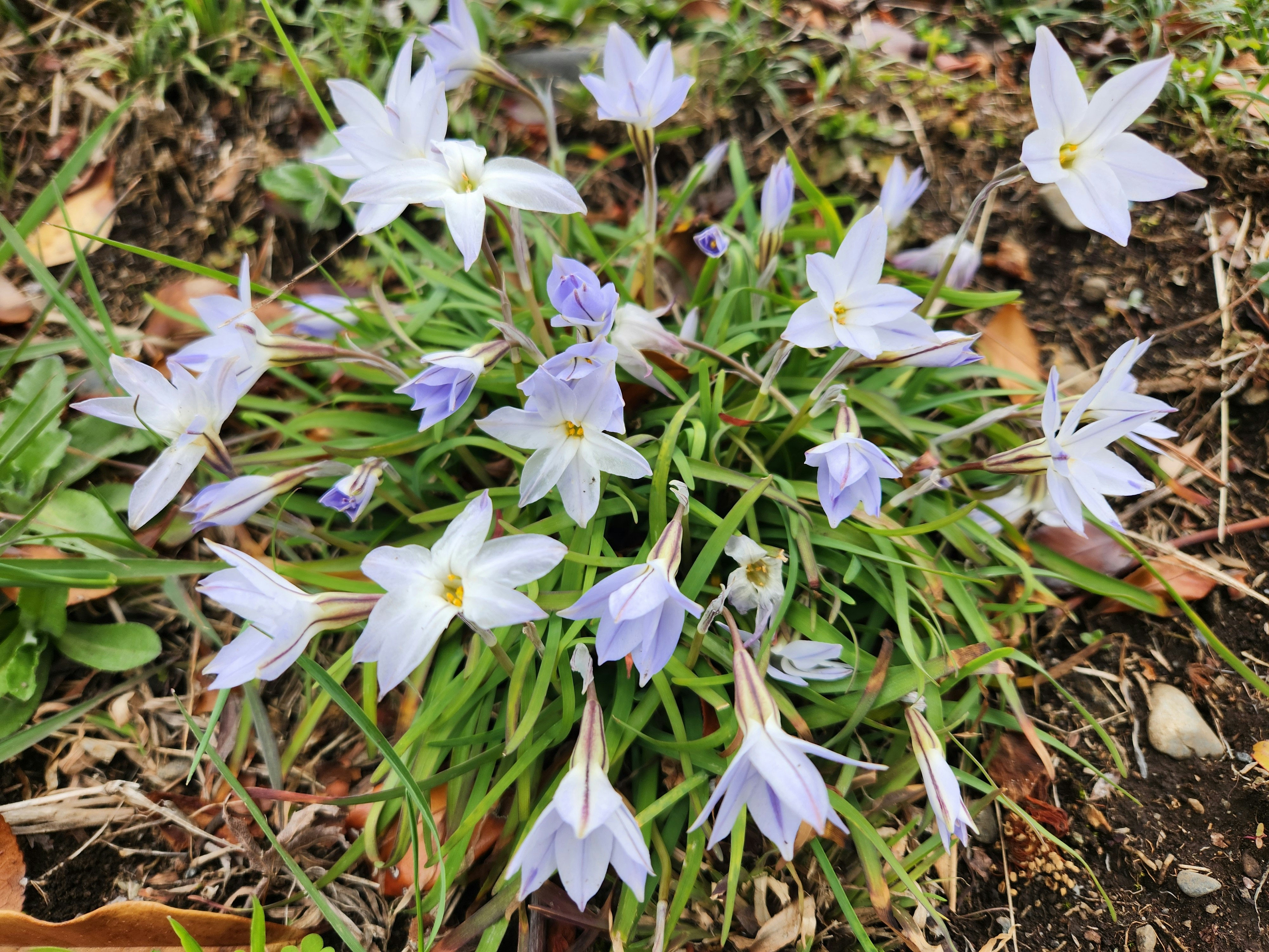 地面に咲くハナニラの群生と春の花の景色