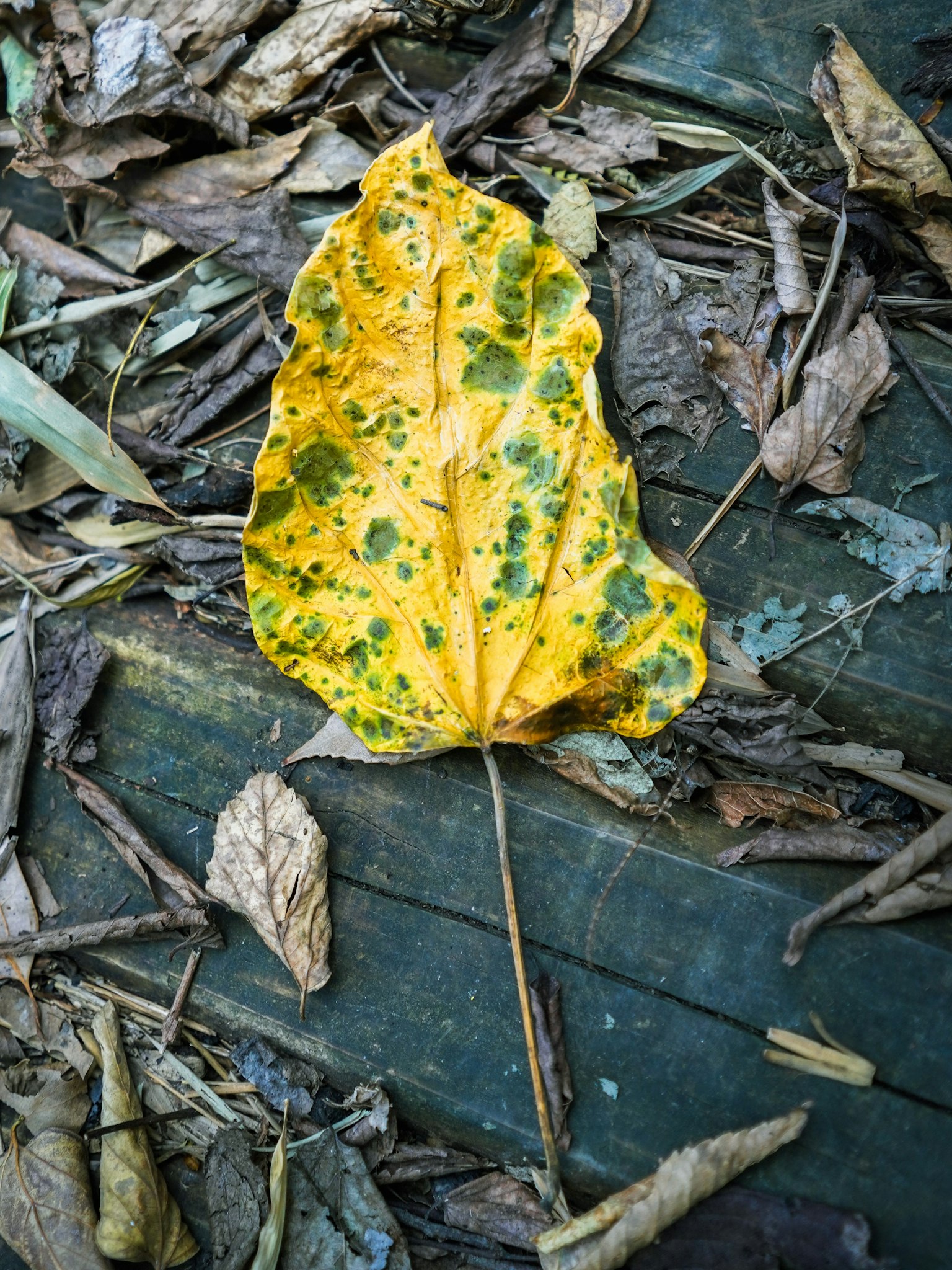 마른 잎 사이에 놓인 녹색 반점이 있는 노란색 잎