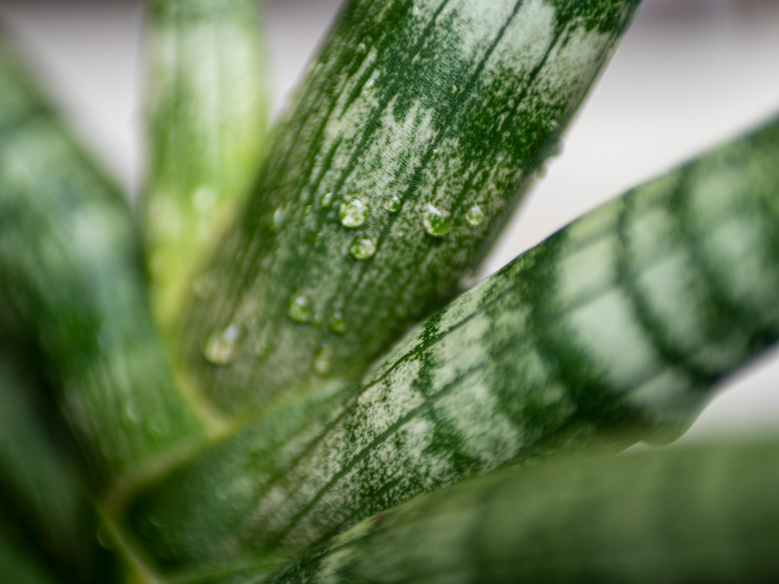 Close-up daun hijau dengan tetesan air