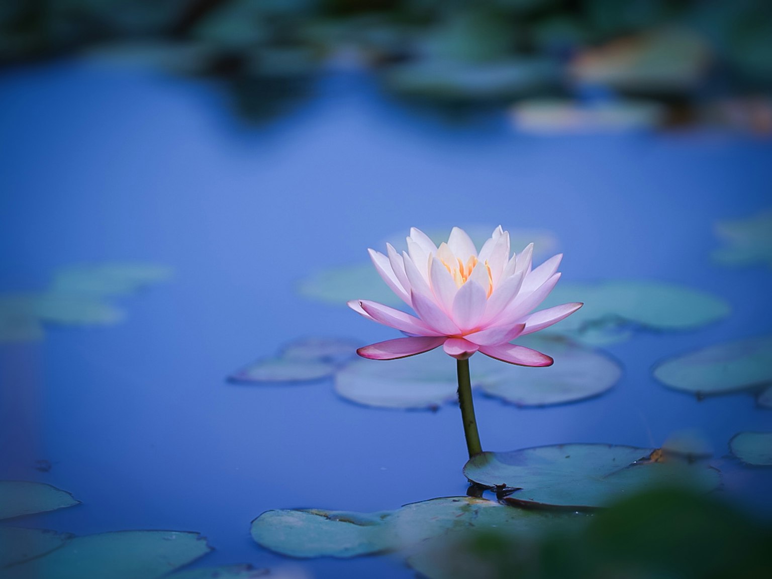 Un bellissimo fiore di ninfea che galleggia su una superficie blu
