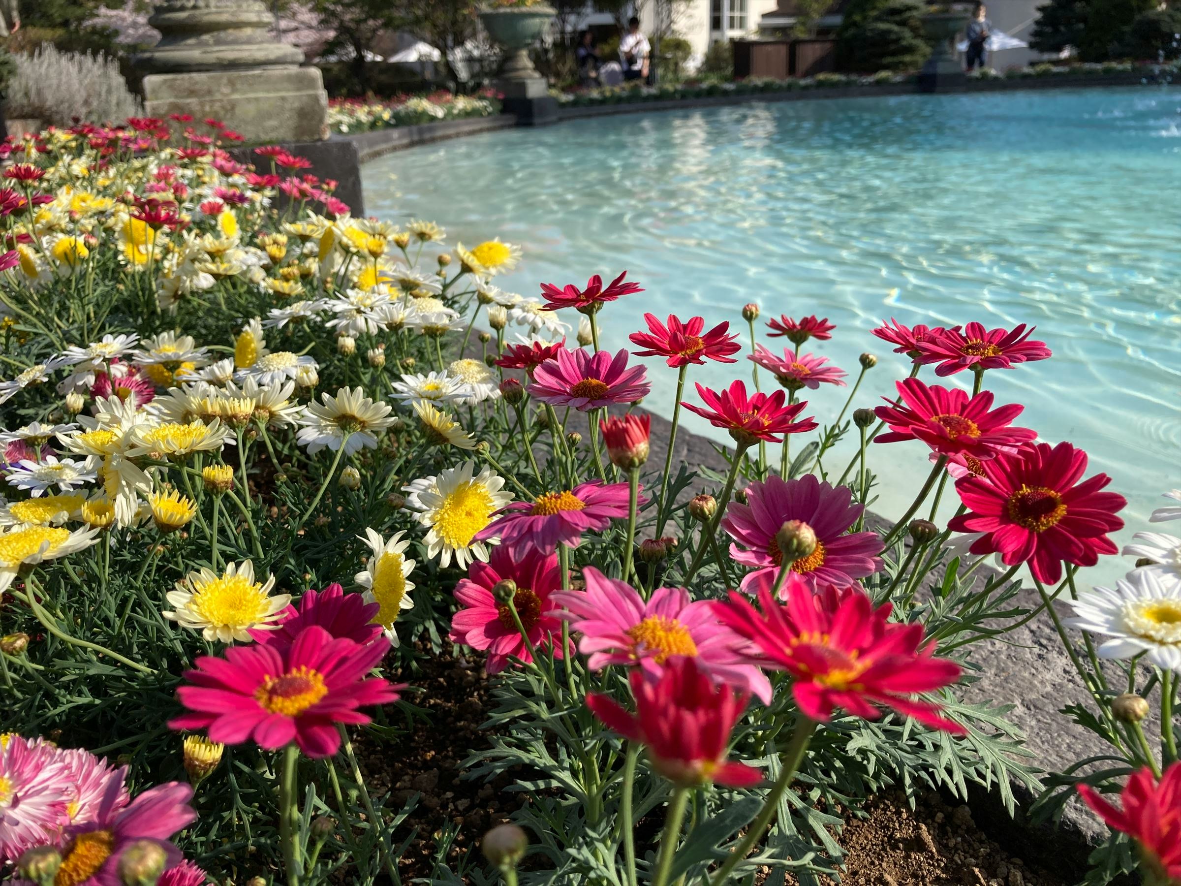 水辺沿いの花壇に咲く色とりどりのガーベラの花