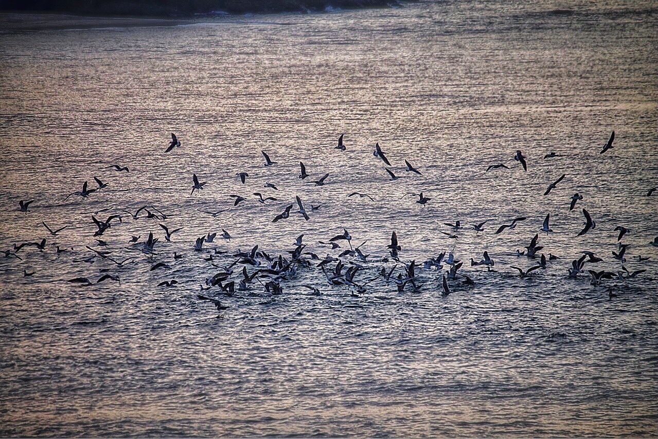 夕暮れの海面に浮かぶ水鳥の群れ
