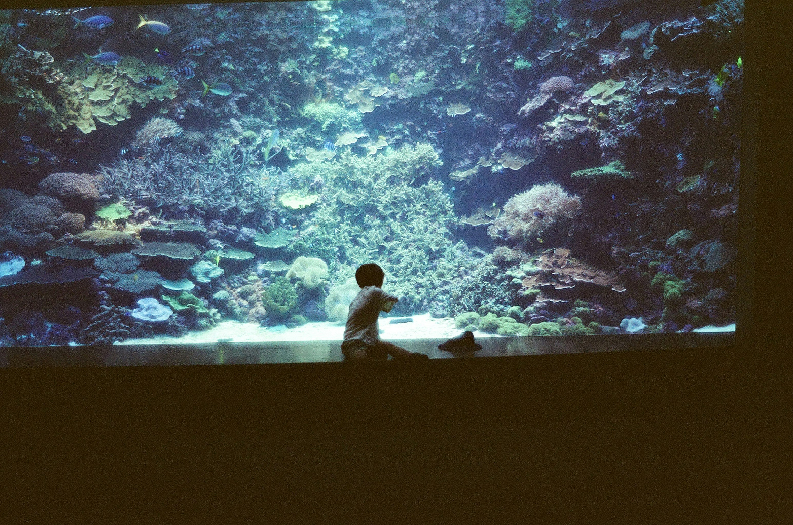 child looking at an aquarium display with fish and underwater scenery