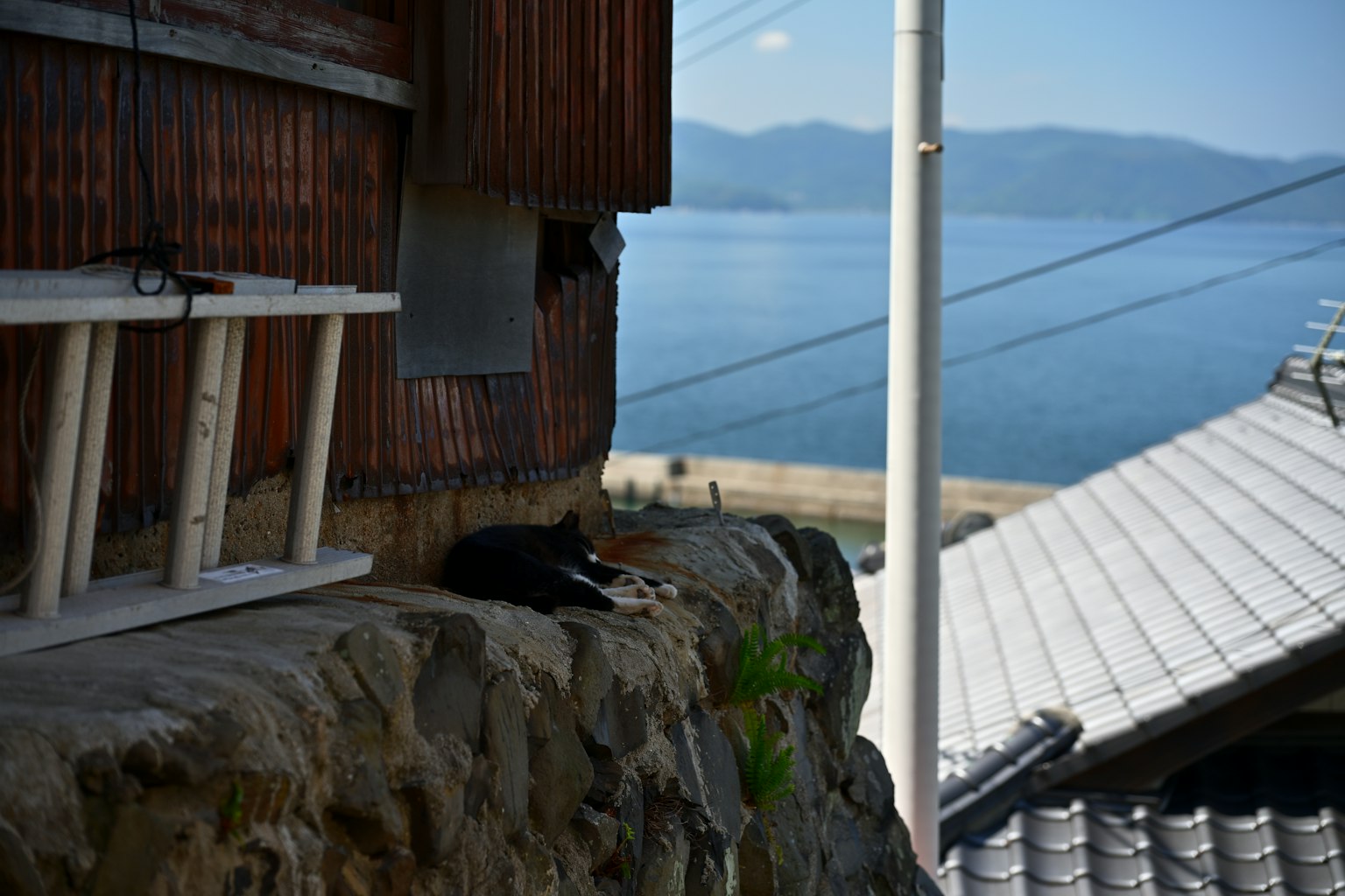 Un gatto sdraiato su un muretto con vista sul mare e case tradizionali