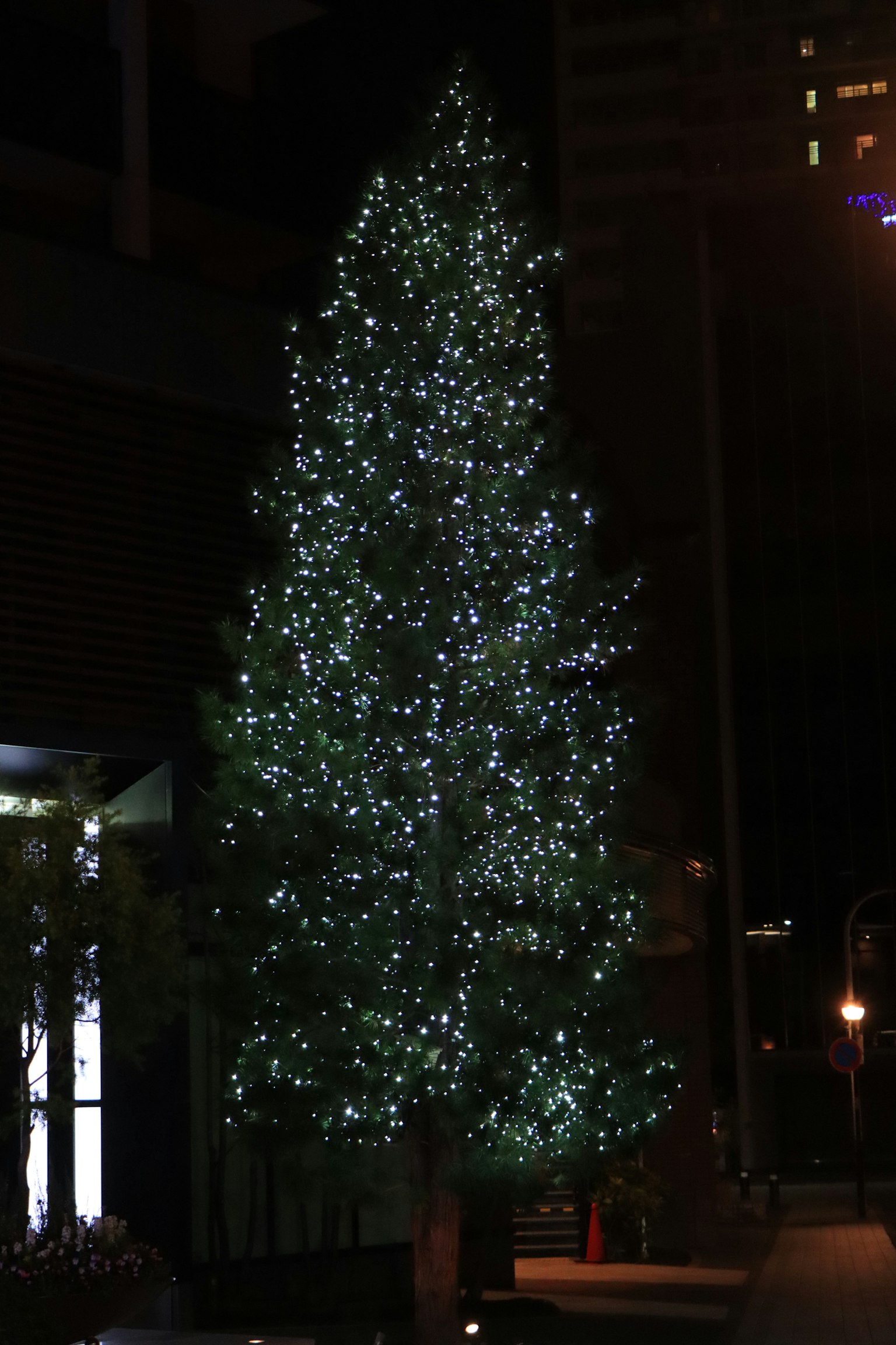 Weihnachtsbaum bei Nacht in der Stadt beleuchtet
