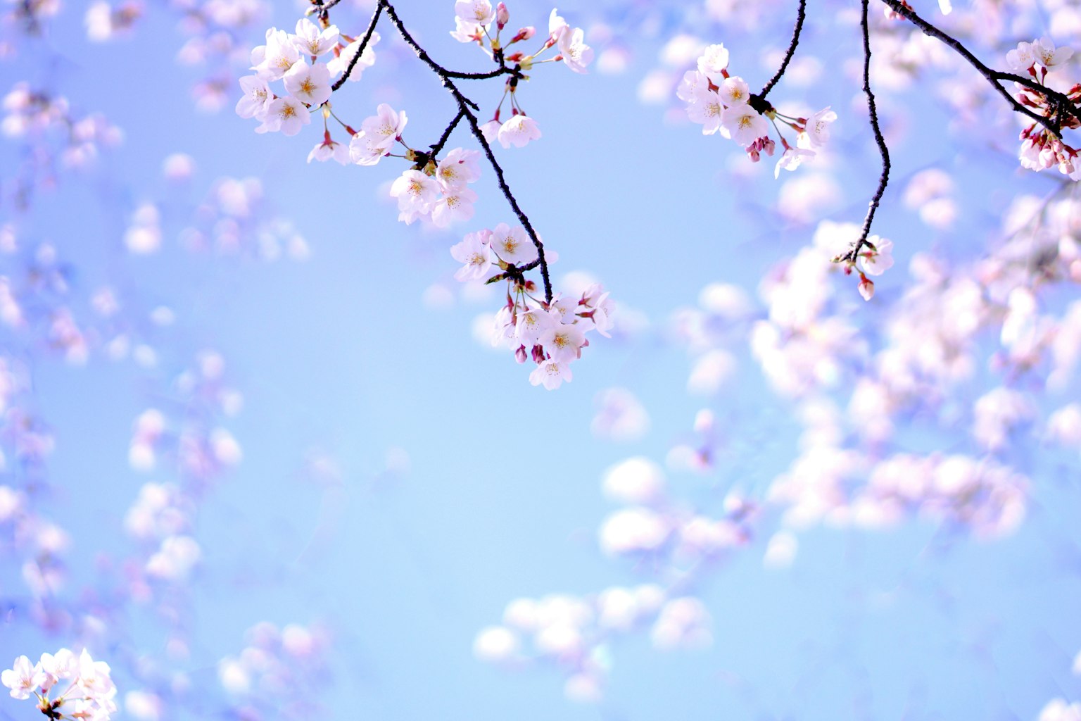 Cherry blossoms and branches against a blue sky