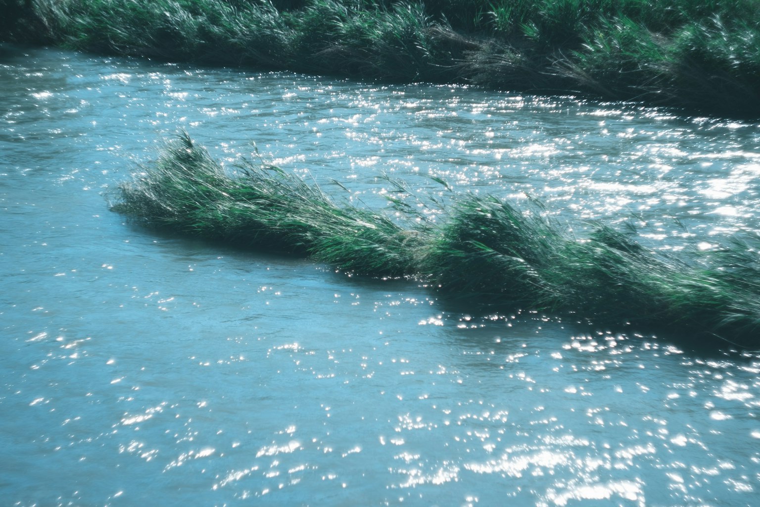 Ciuffi d'erba che galleggiano su una superficie blu che riflette la luce