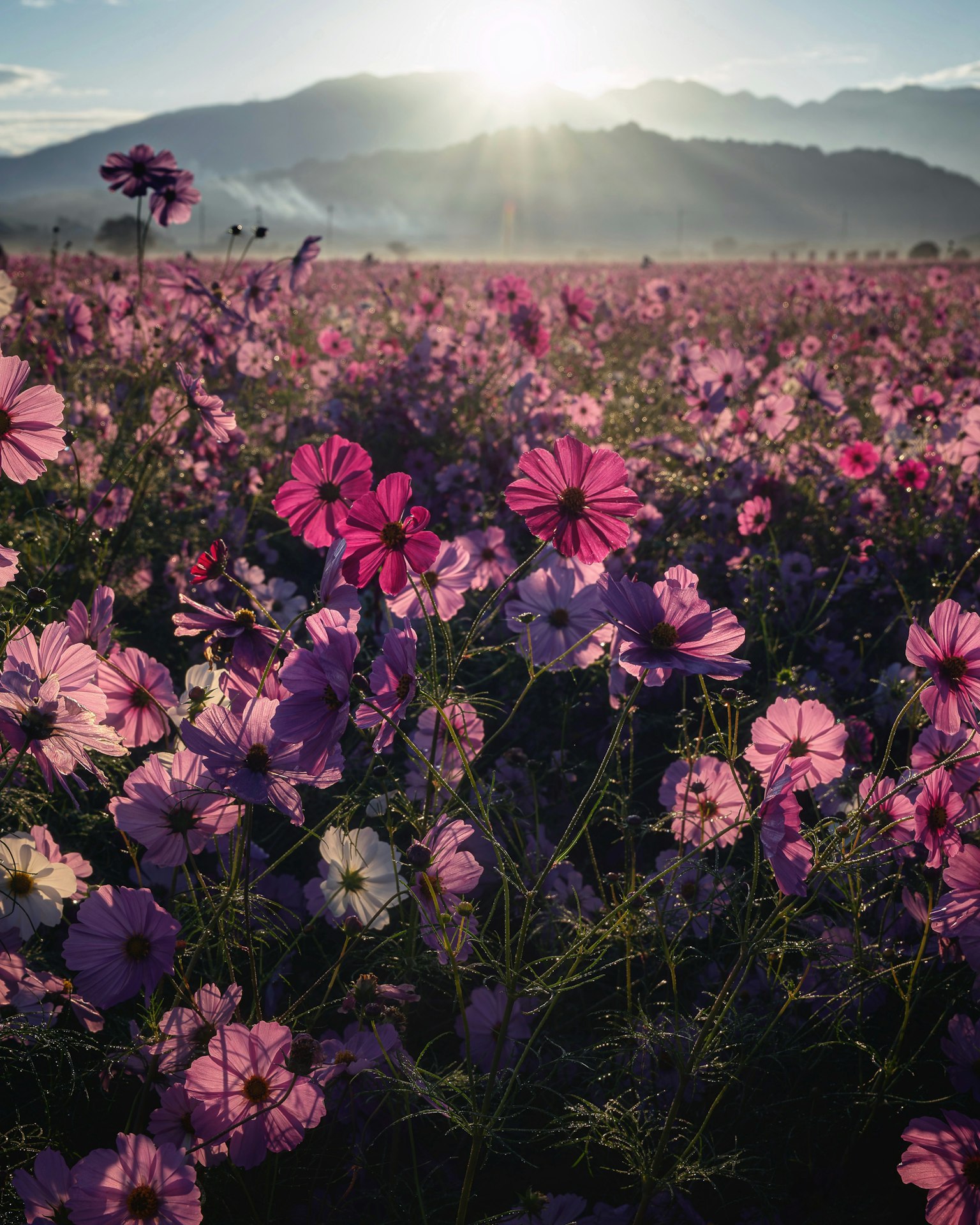 紫色の花が咲き誇る広大な花畑と背後に山々の風景