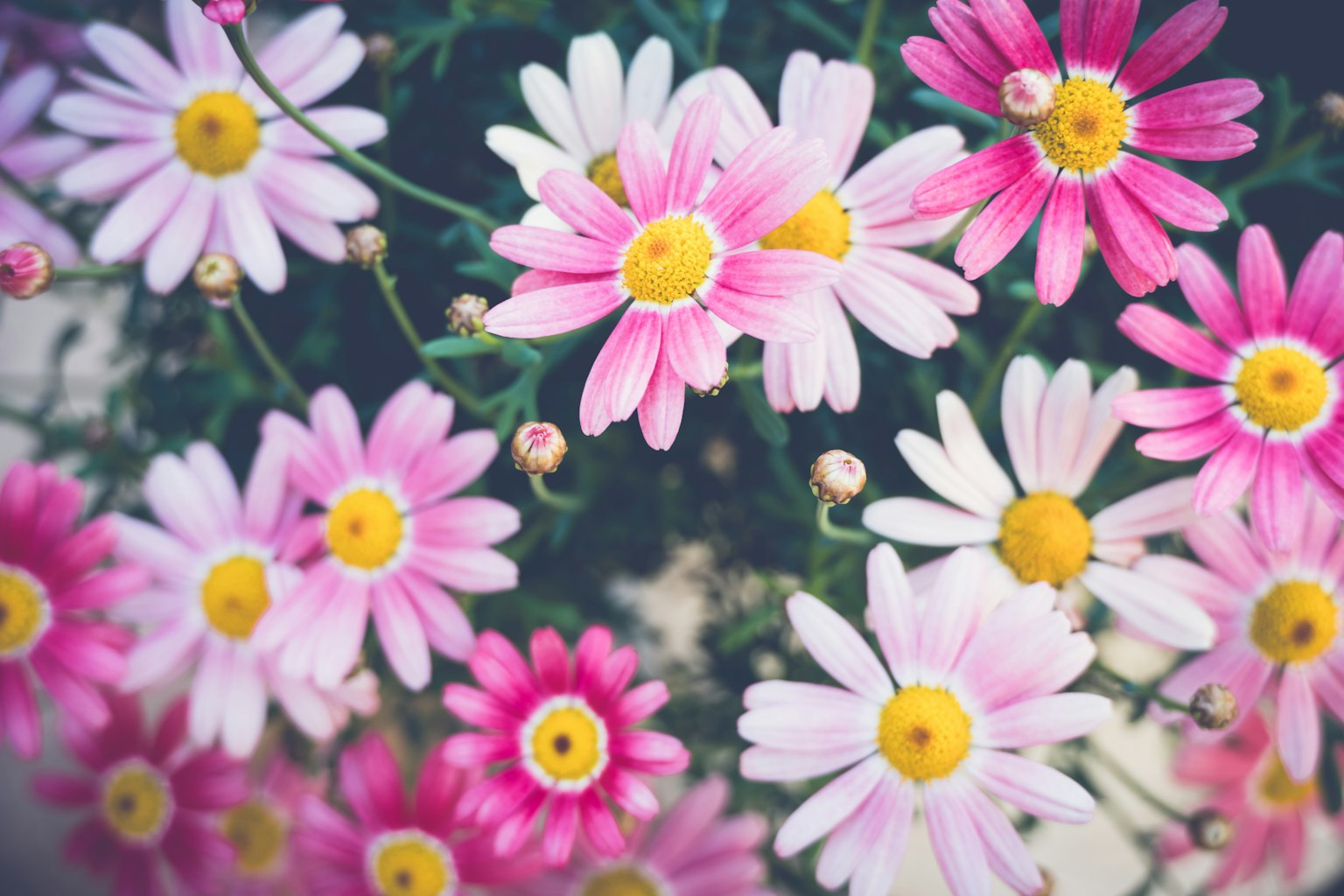 Close-up of pink and white daisies with colorful petals