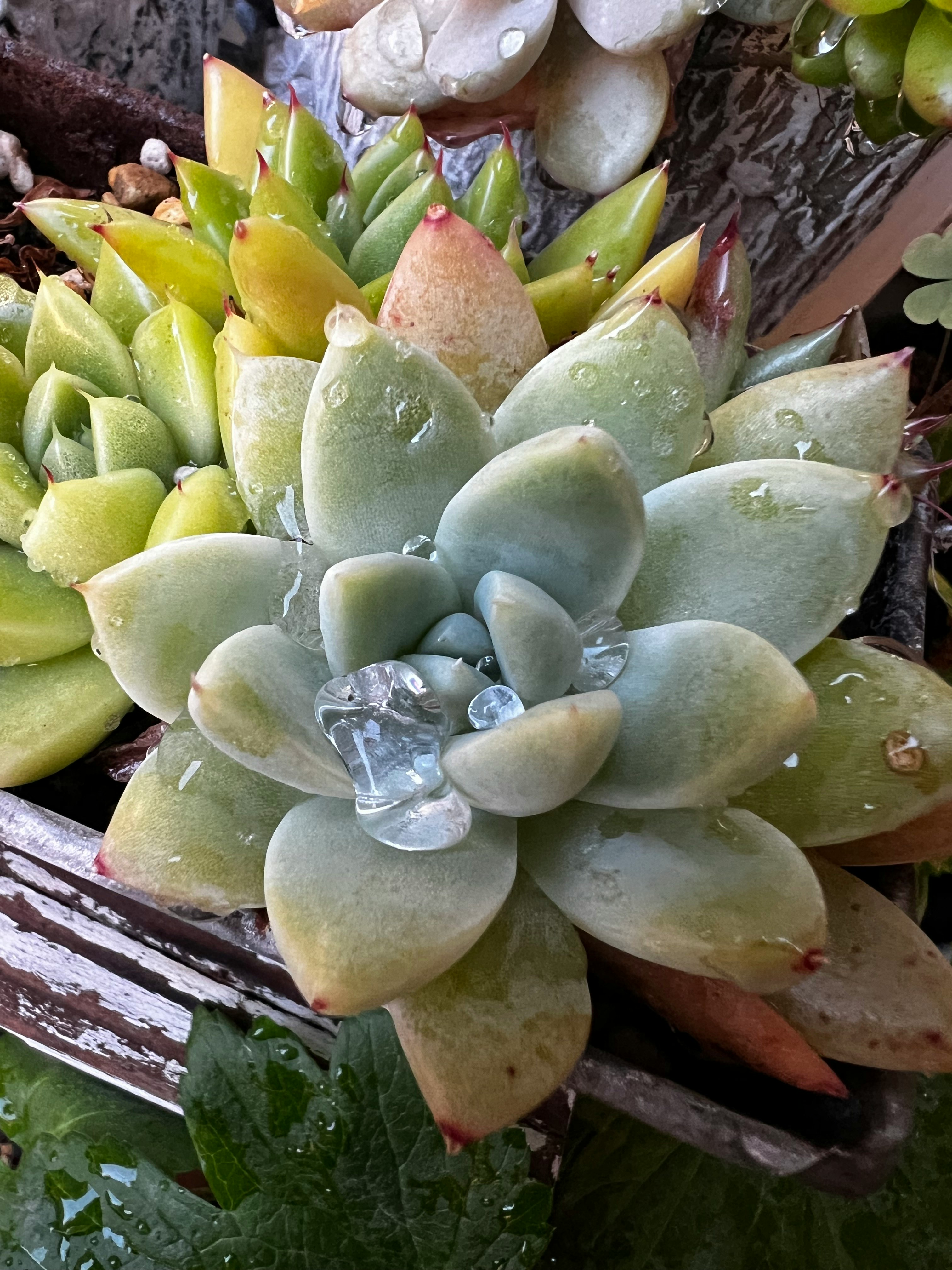 木箱里的多肉植物与水滴