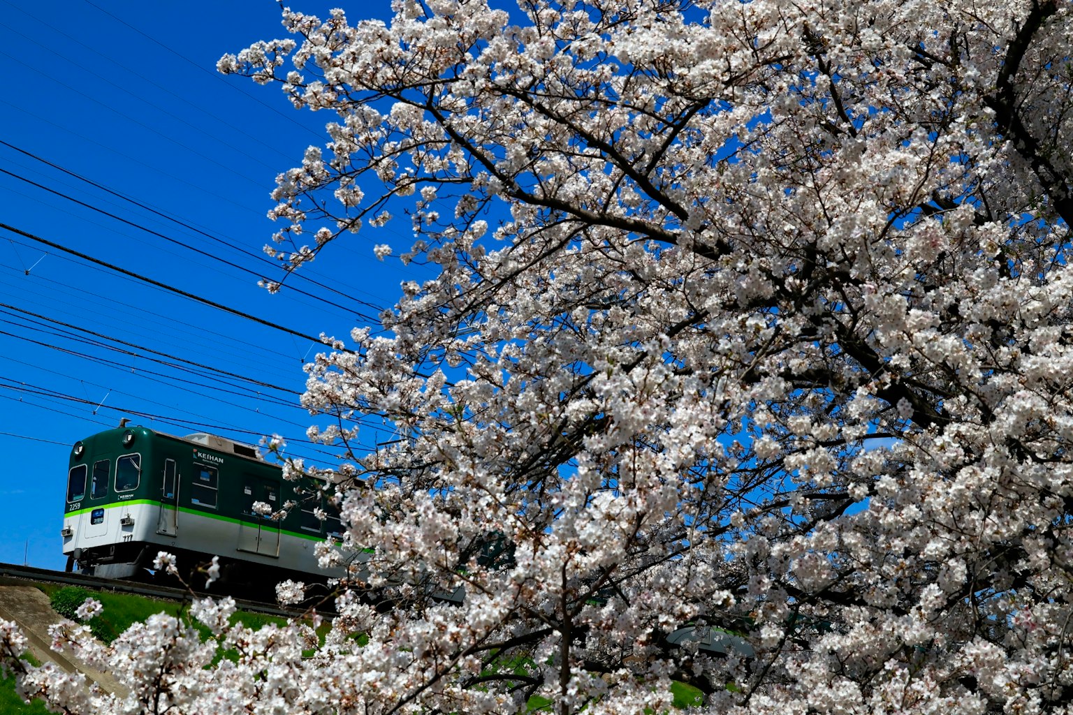 Grüner Zug, der durch blühende Kirschblüten vor blauem Himmel fährt