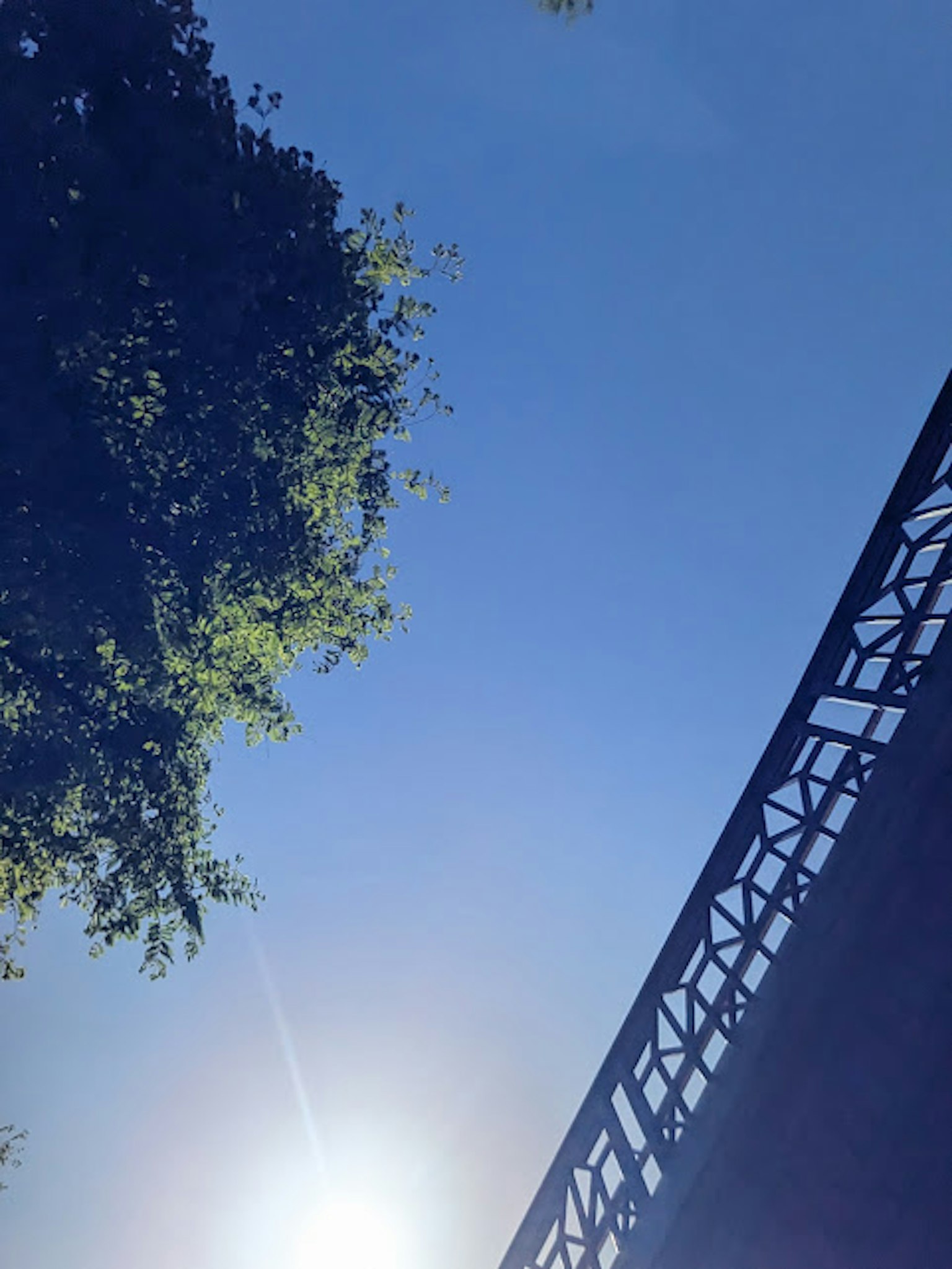 Una vista del cielo blu e dei rami degli alberi con la luce del sole
