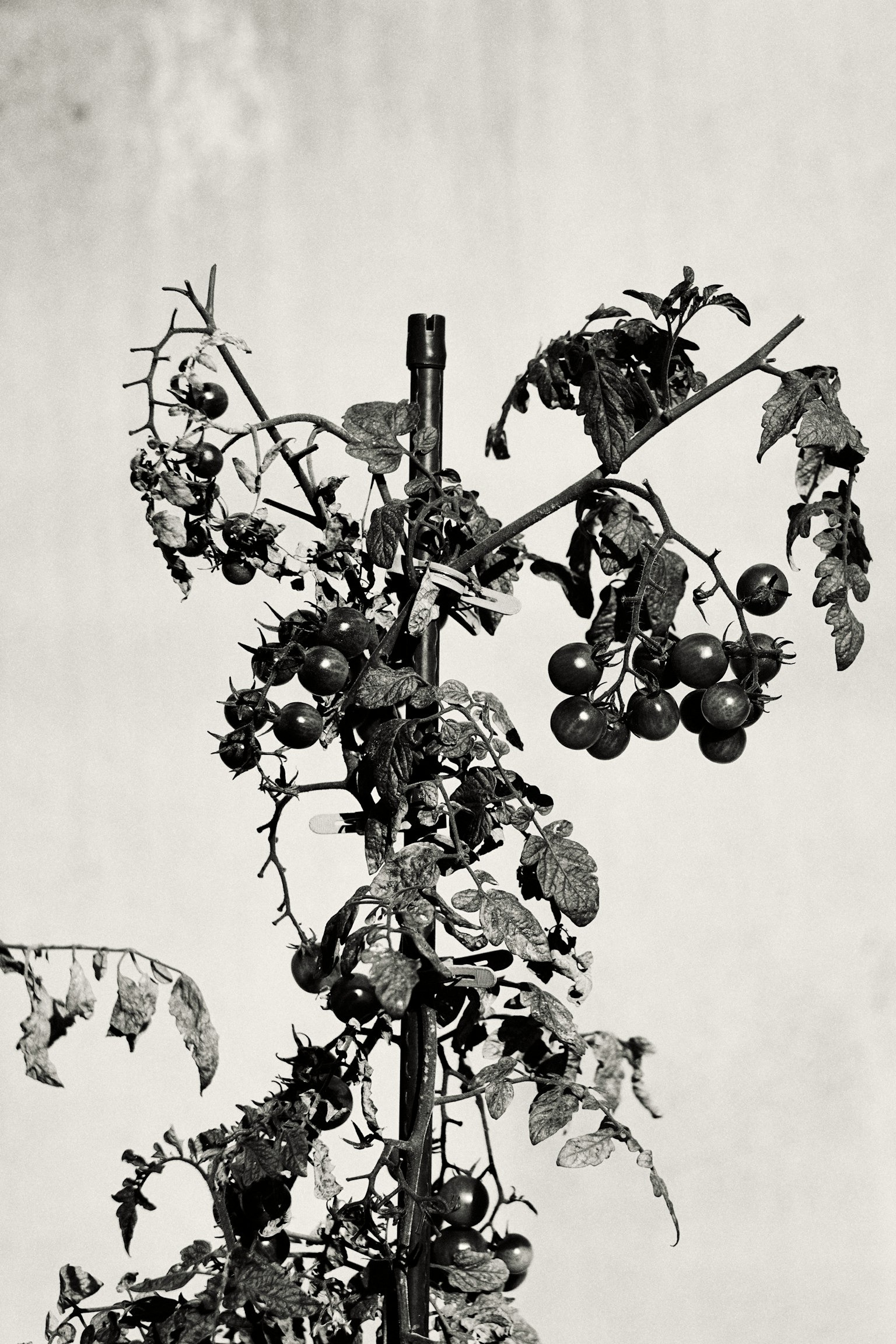 Immagine in bianco e nero di una pianta di pomodoro con numerosi frutti sui rami
