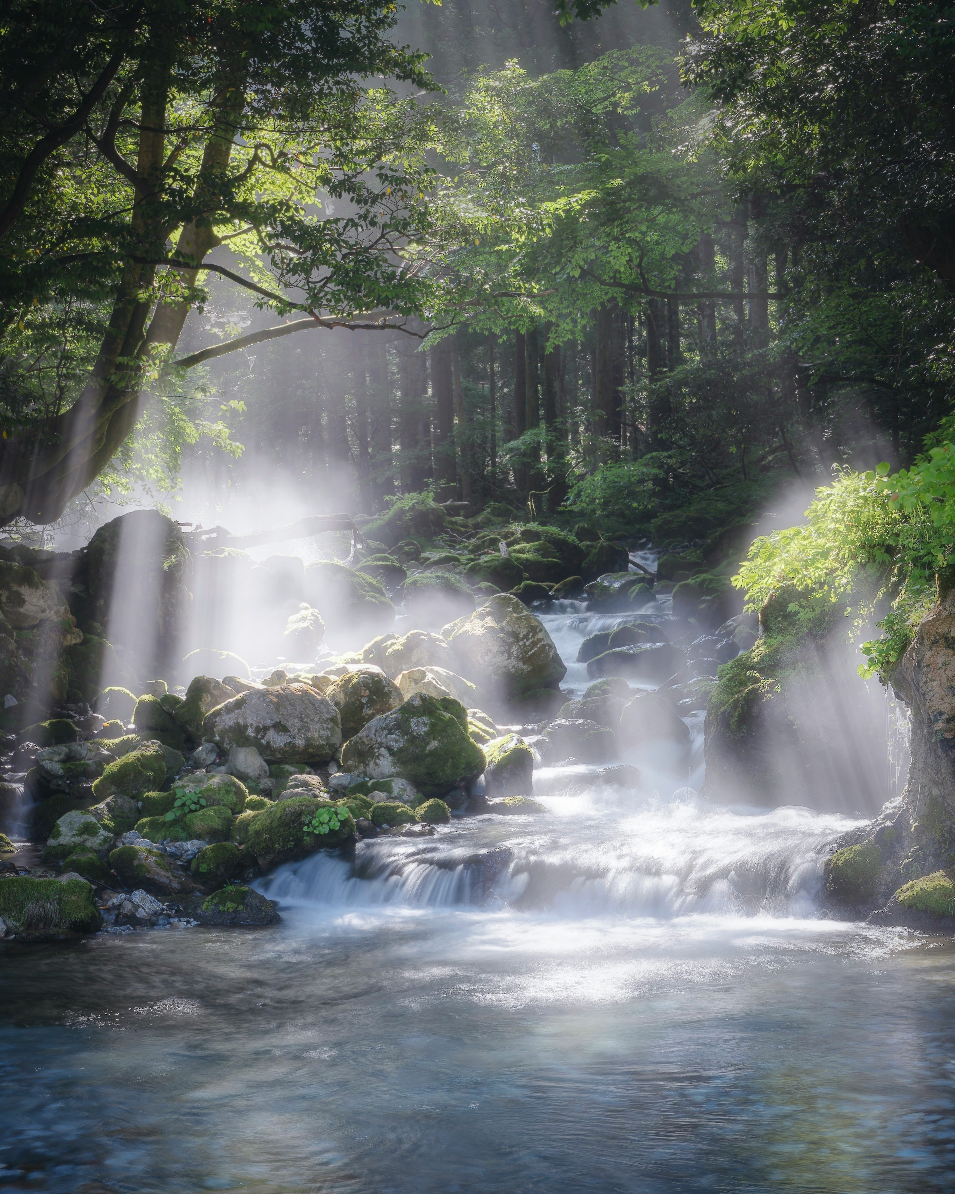 河内の風穴の渓谷に立ち込める川霧と朝日が差し込む光芒の幻想的な景観