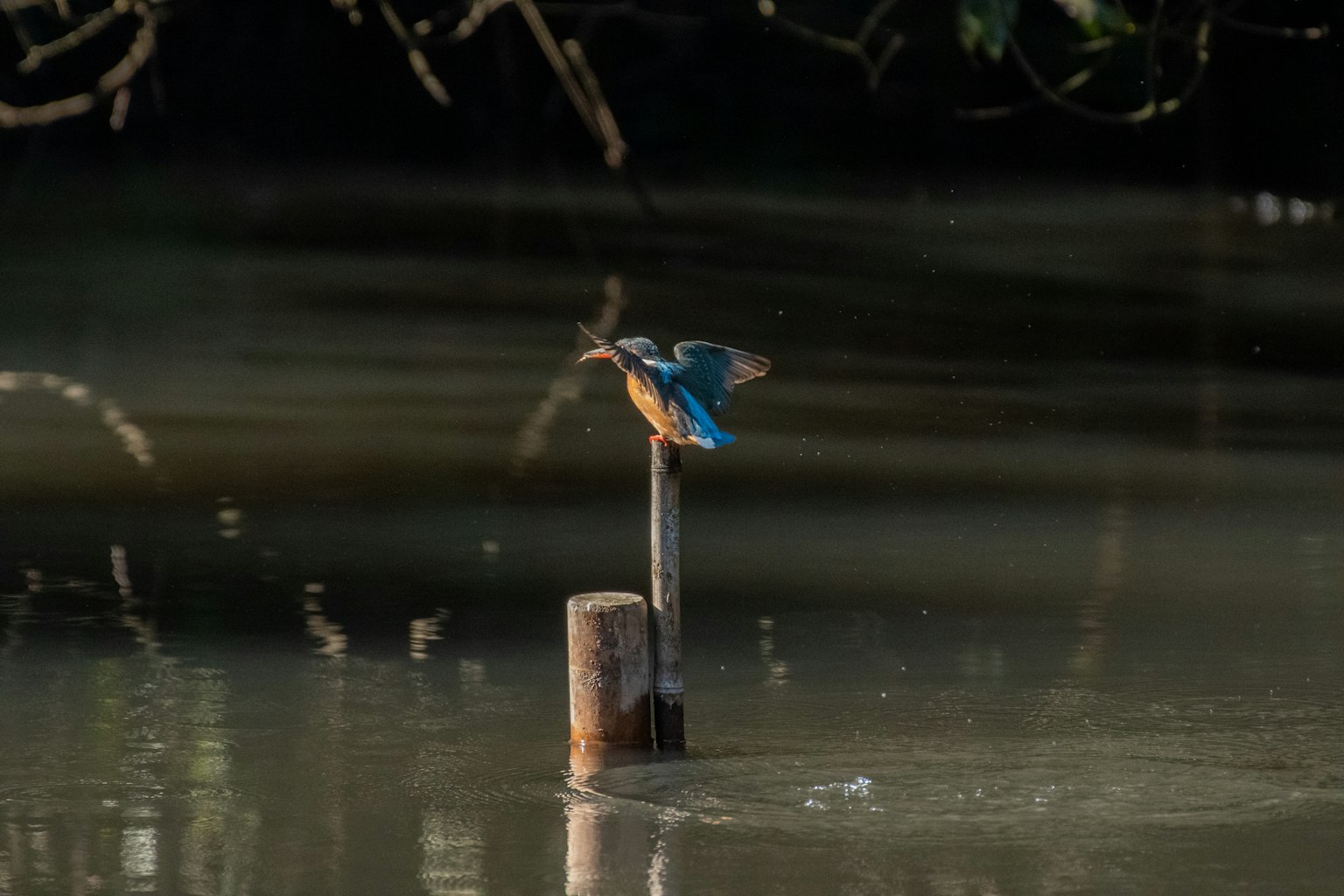 A blue bird perched on a wooden post above the water