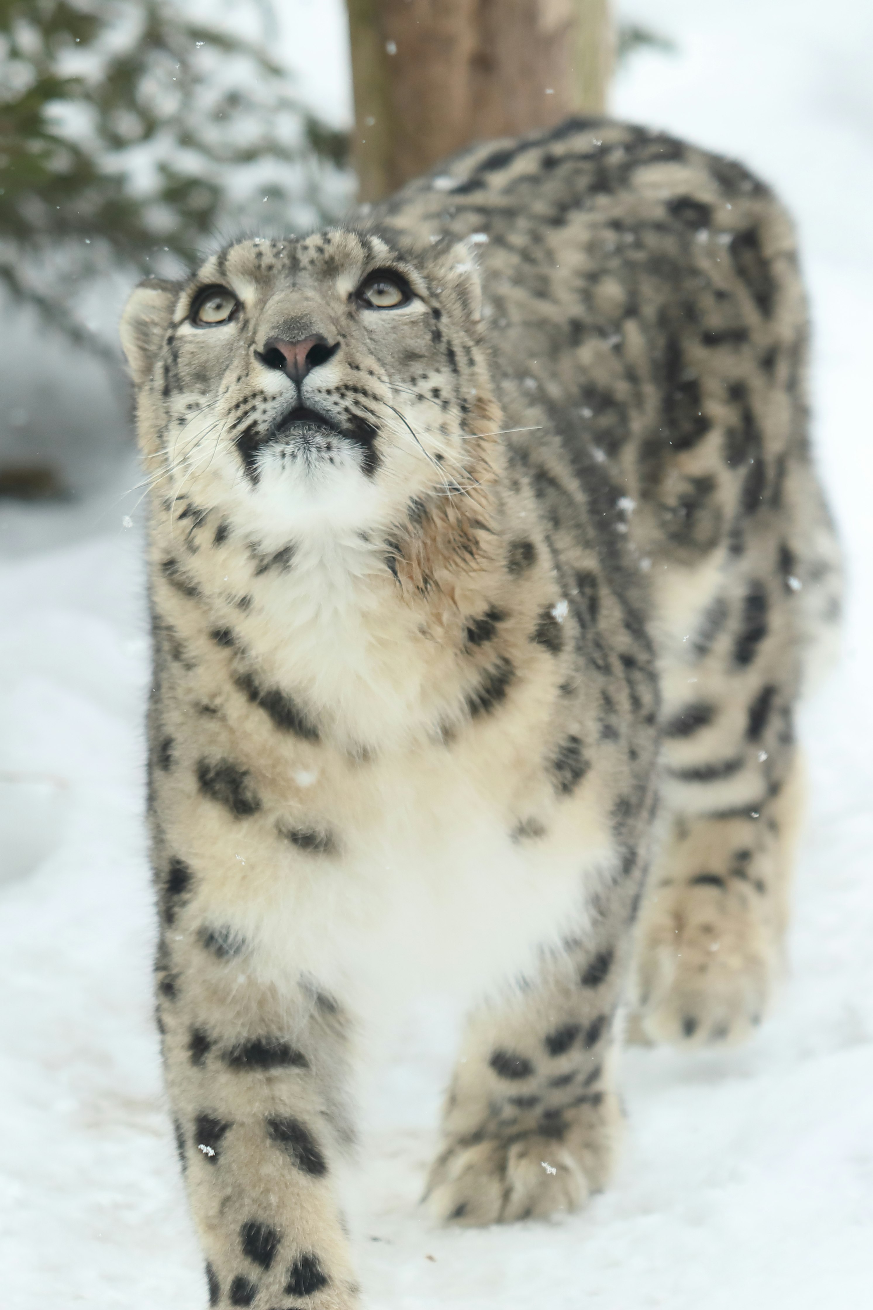 粉雪の中で歩くユキヒョウ