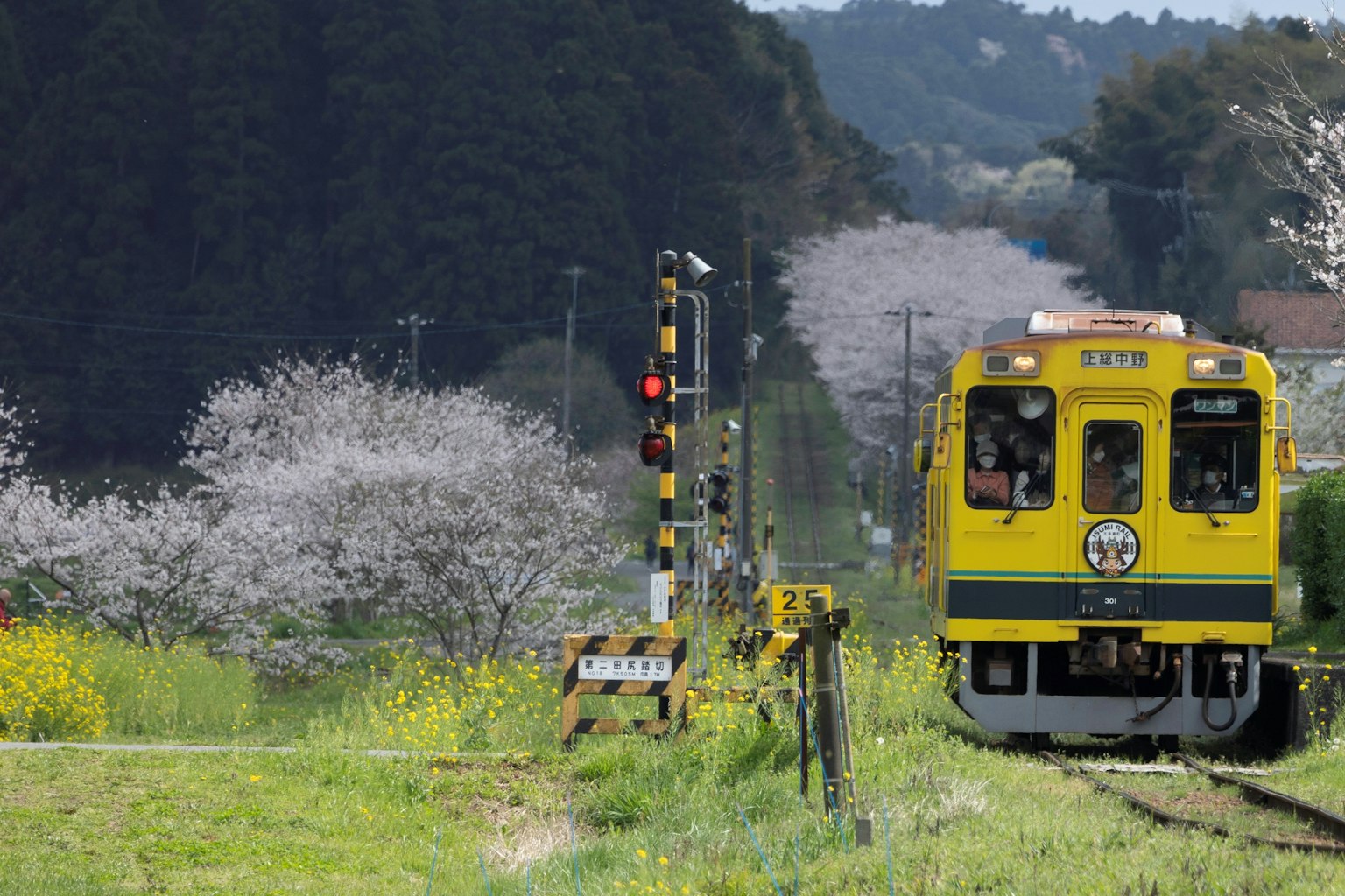 Tren amarillo pasando cerca de los cerezos en flor
