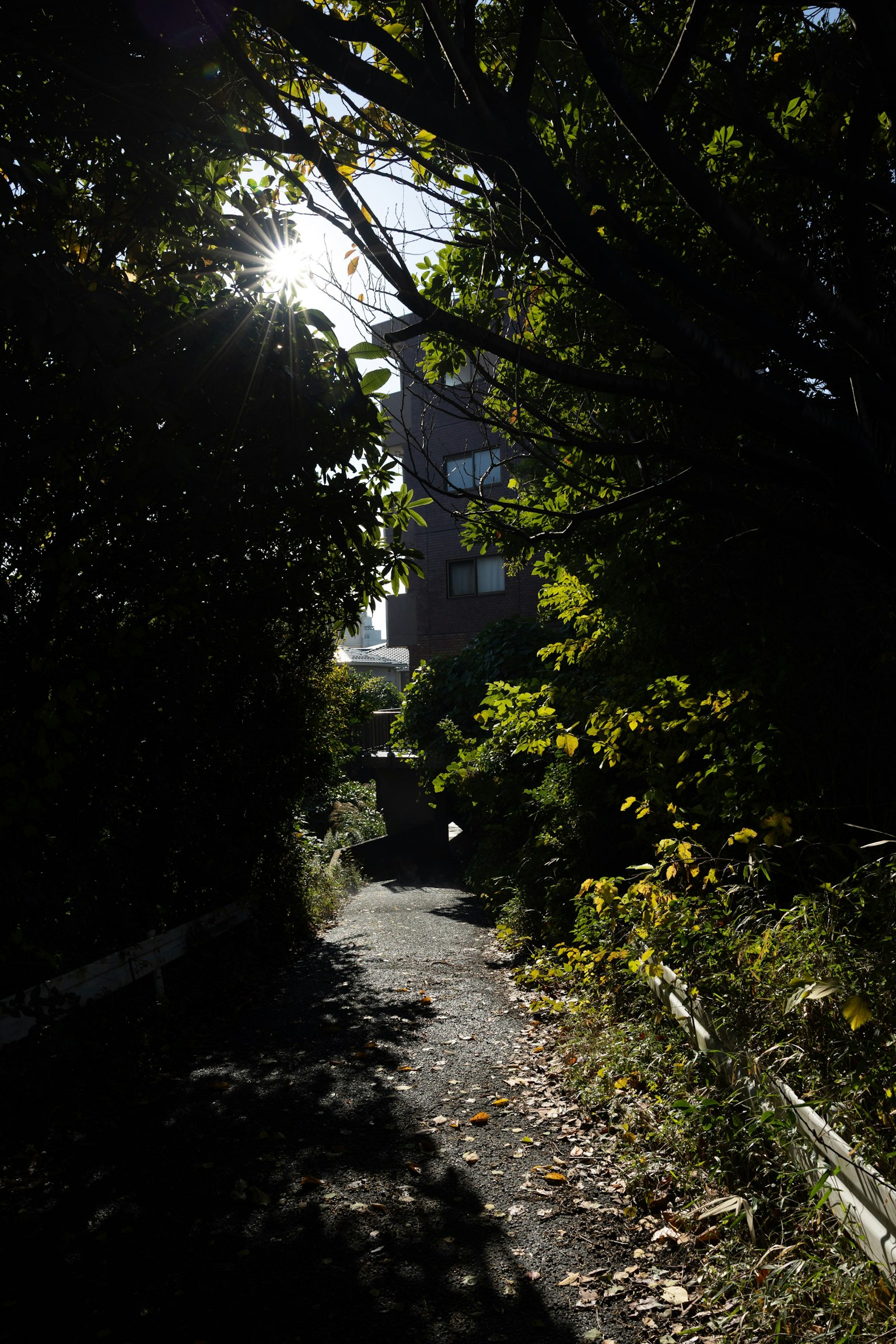 Schmaler Weg umgeben von grünen Bäumen Sonnenlicht, das durchscheint