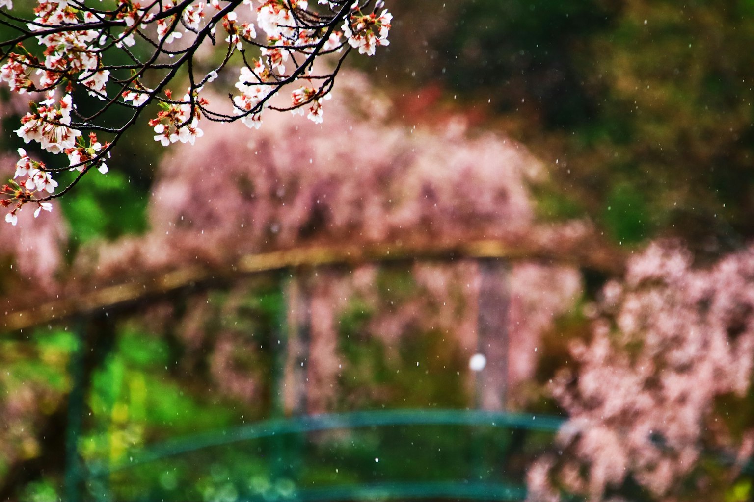Scenario sfocato con fiori di ciliegio e un ponte verde sullo sfondo