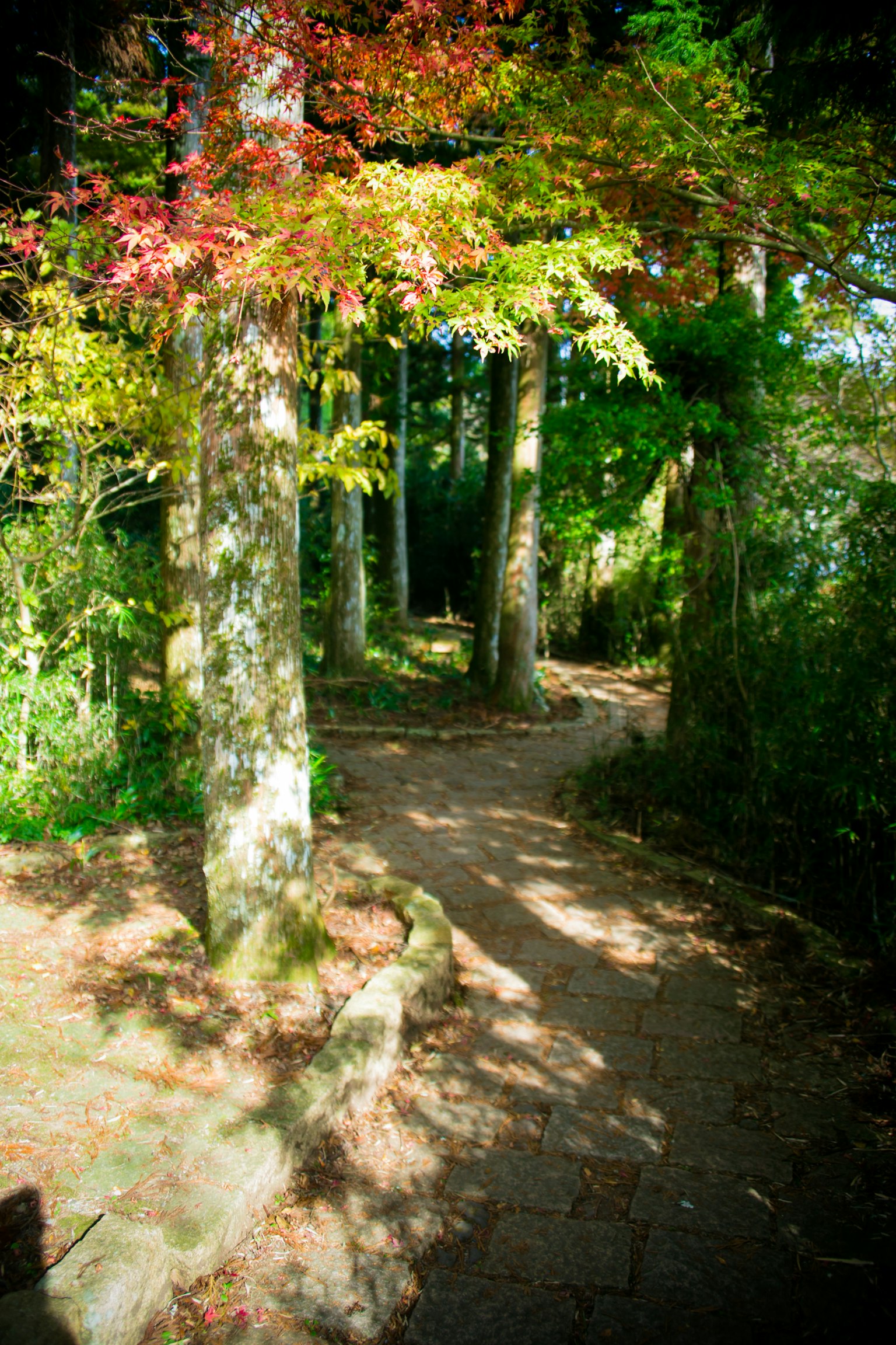 Un chemin serein entouré d'arbres aux feuilles colorées