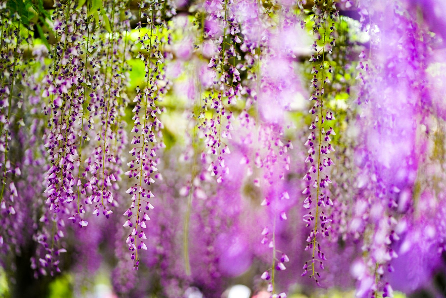 Schöne Aussicht auf hängende lila Wisteria-Blüten