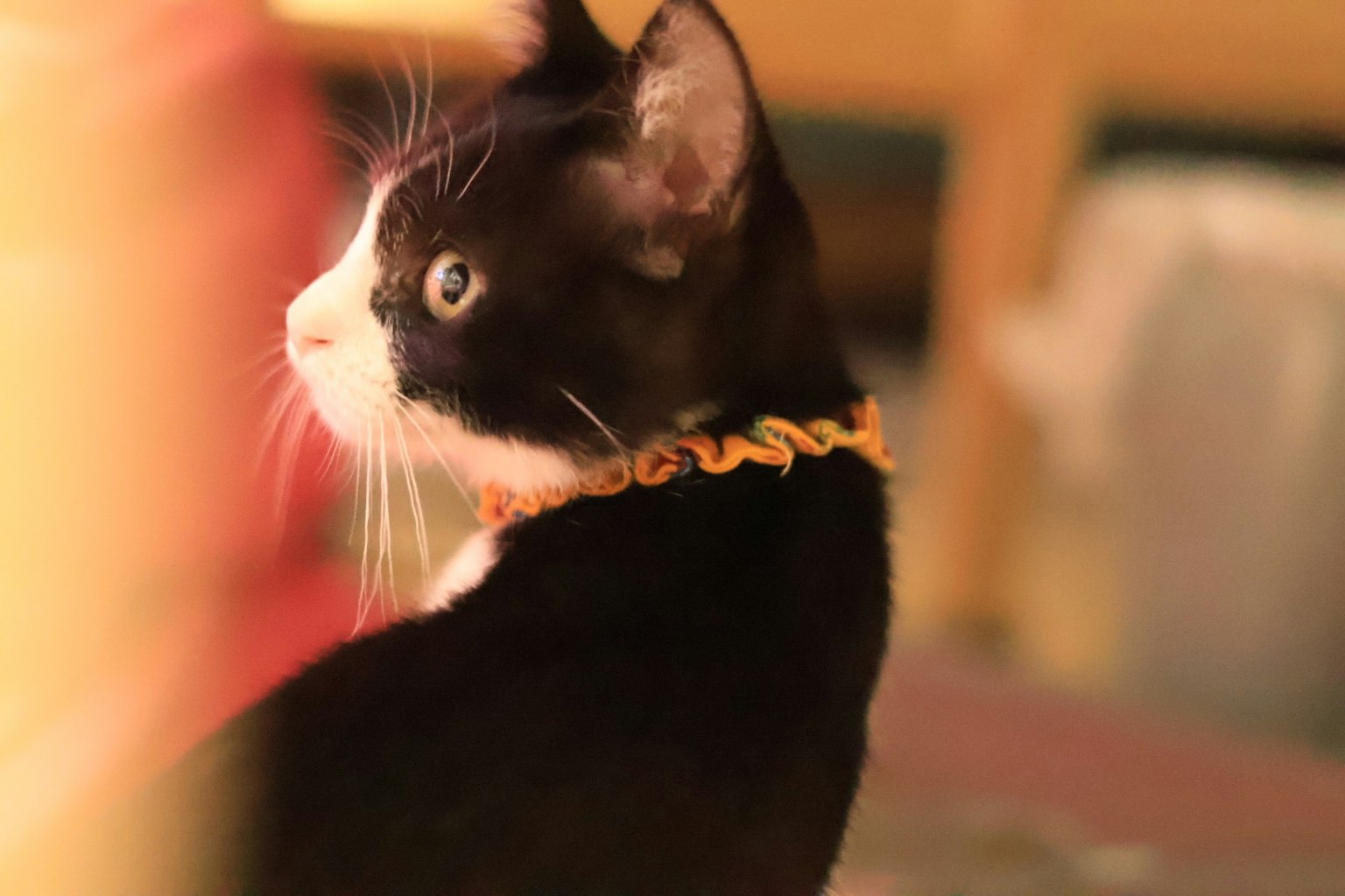 Schwarz-weiße Katze schaut seitlich mit verschwommenem Hintergrund