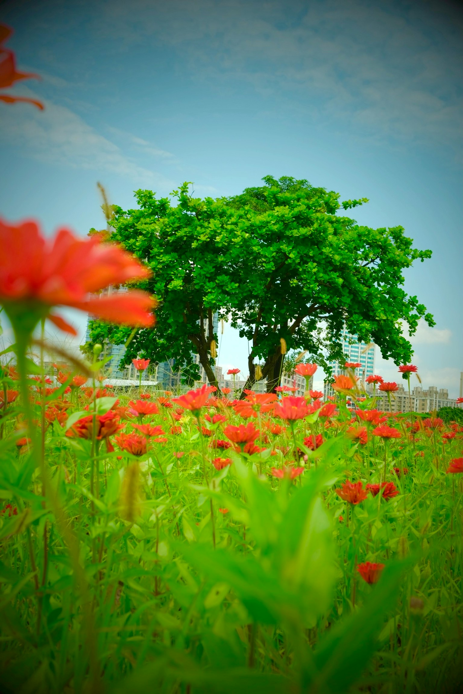 Pohon hijau di bawah langit biru dikelilingi oleh bunga merah yang mekar