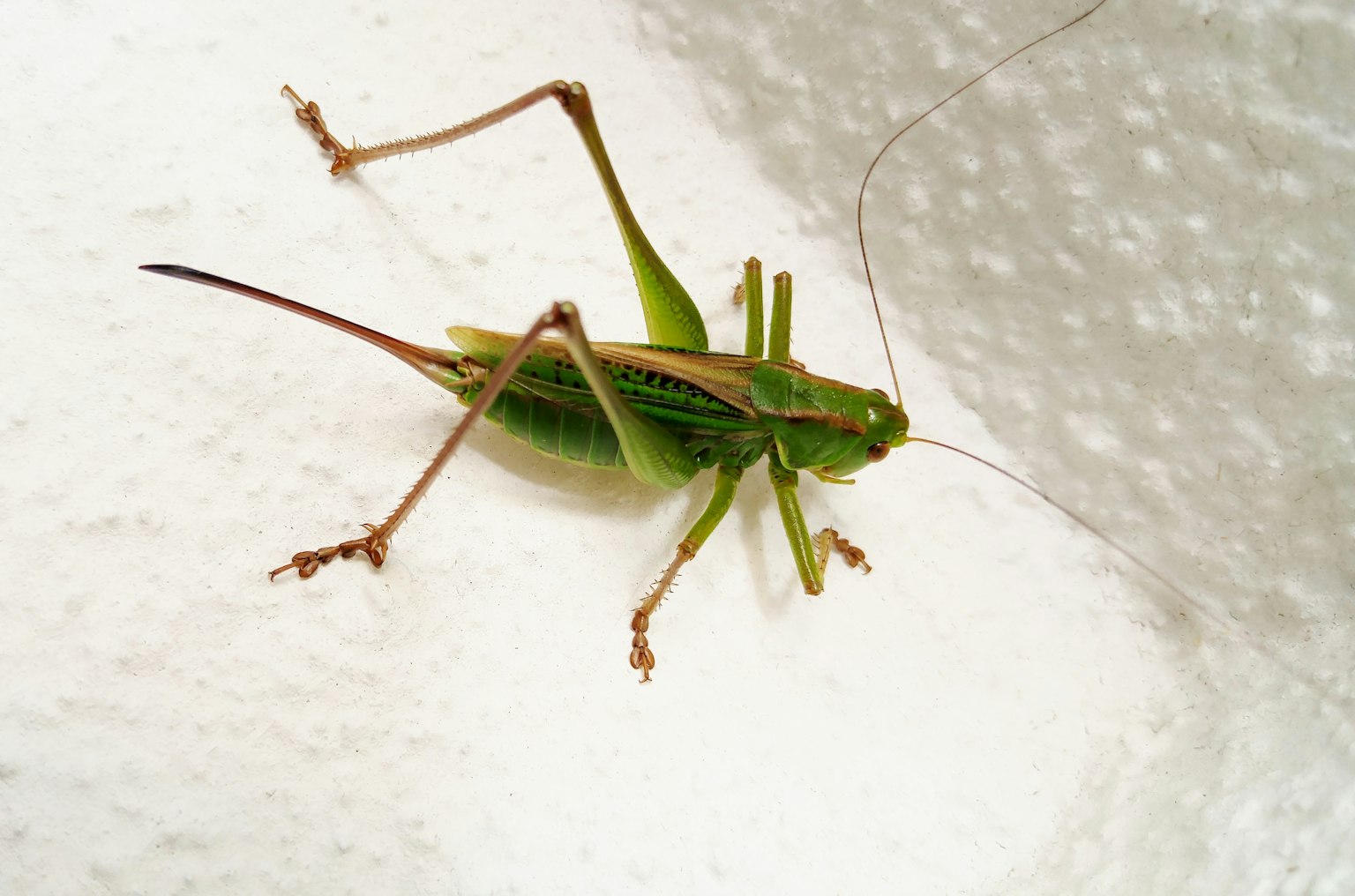 Green grasshopper on a white wall