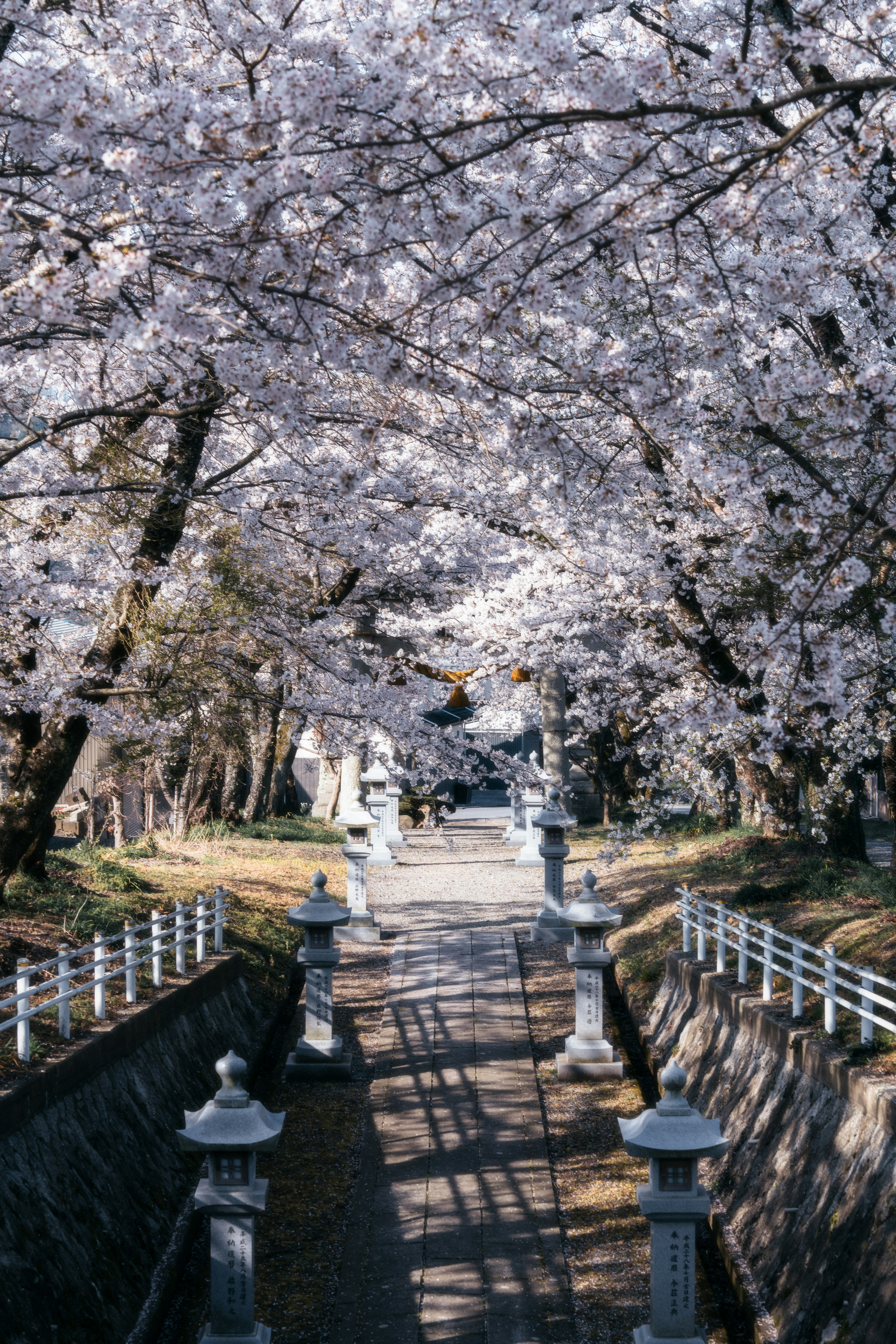 桜並木の参道を続く石灯籠と小道