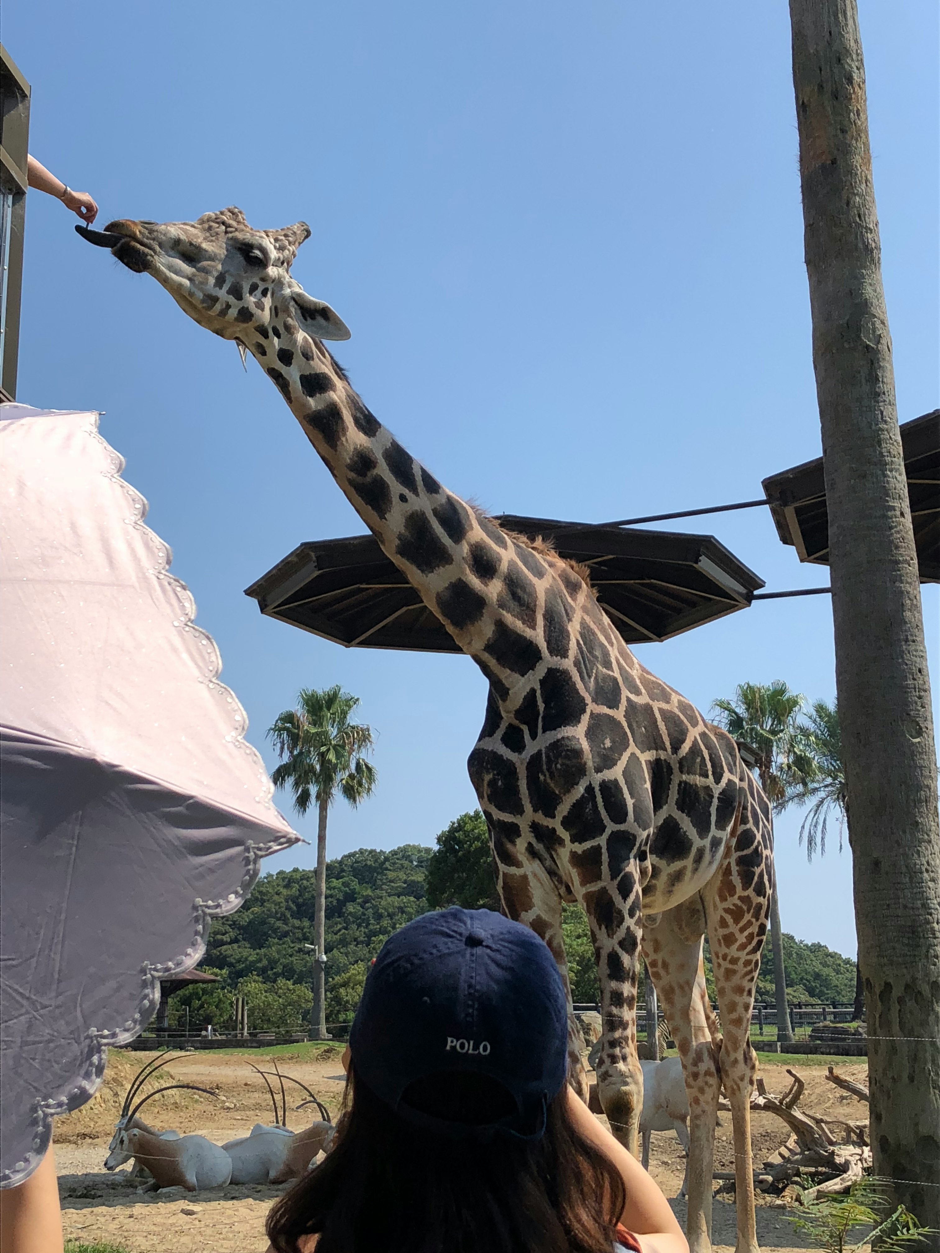 Outdoor giraffe feeding experience with a person nearby