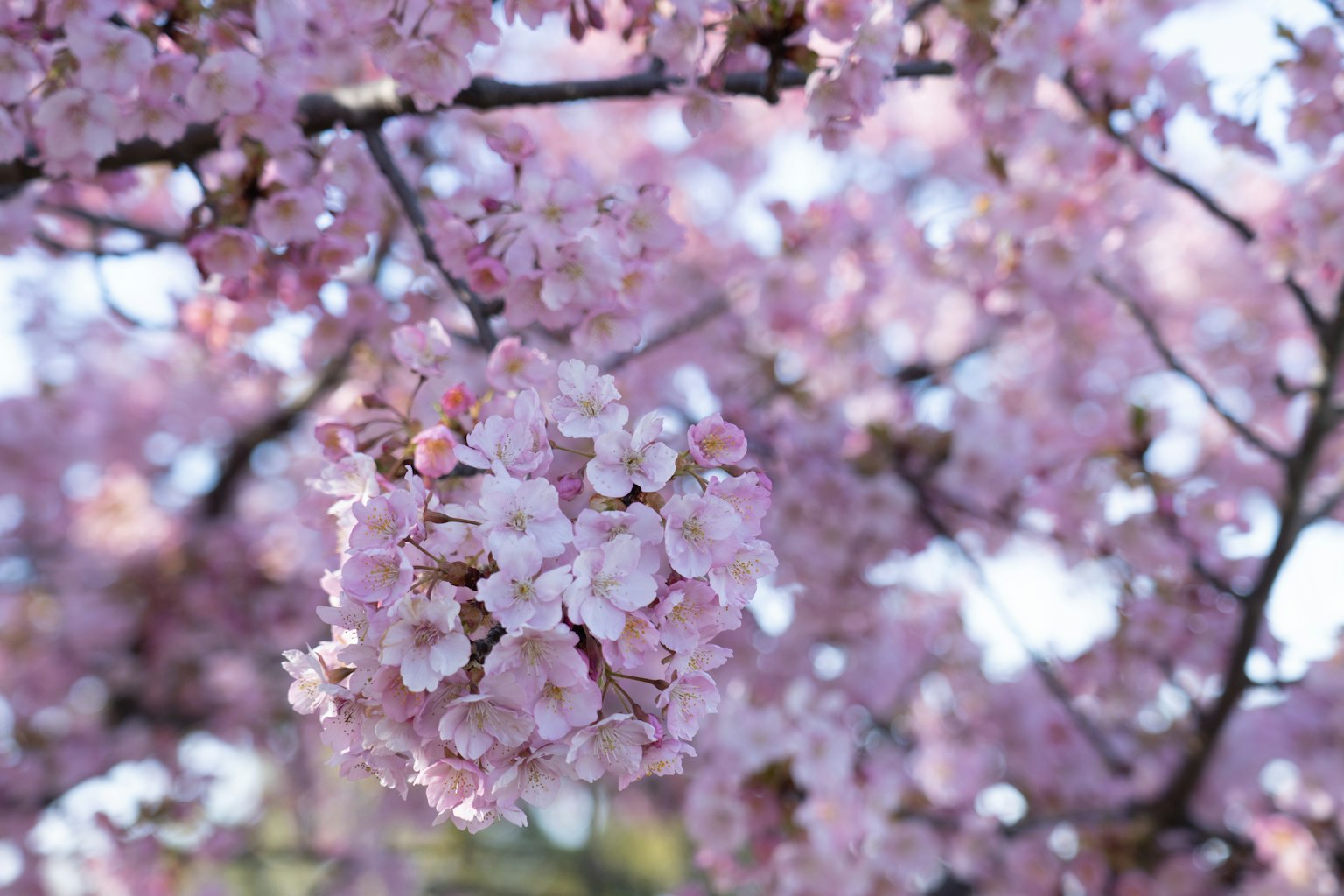 Acercamiento de flores de cerezo en una rama de árbol