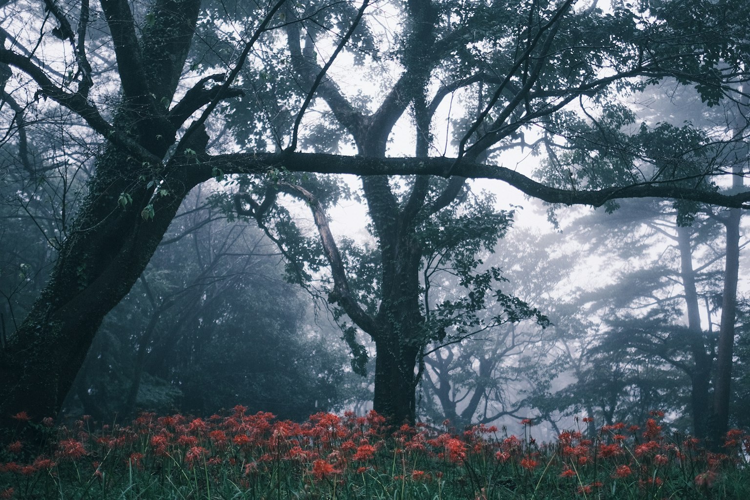 Nebeliger Landschaft mit Bäumen und blühenden roten Blumen