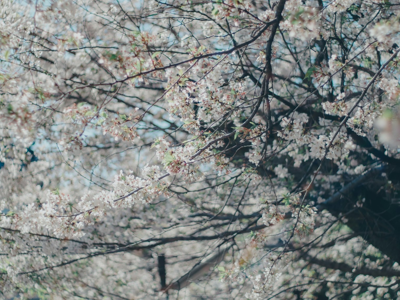 樱花盛开的树枝特写