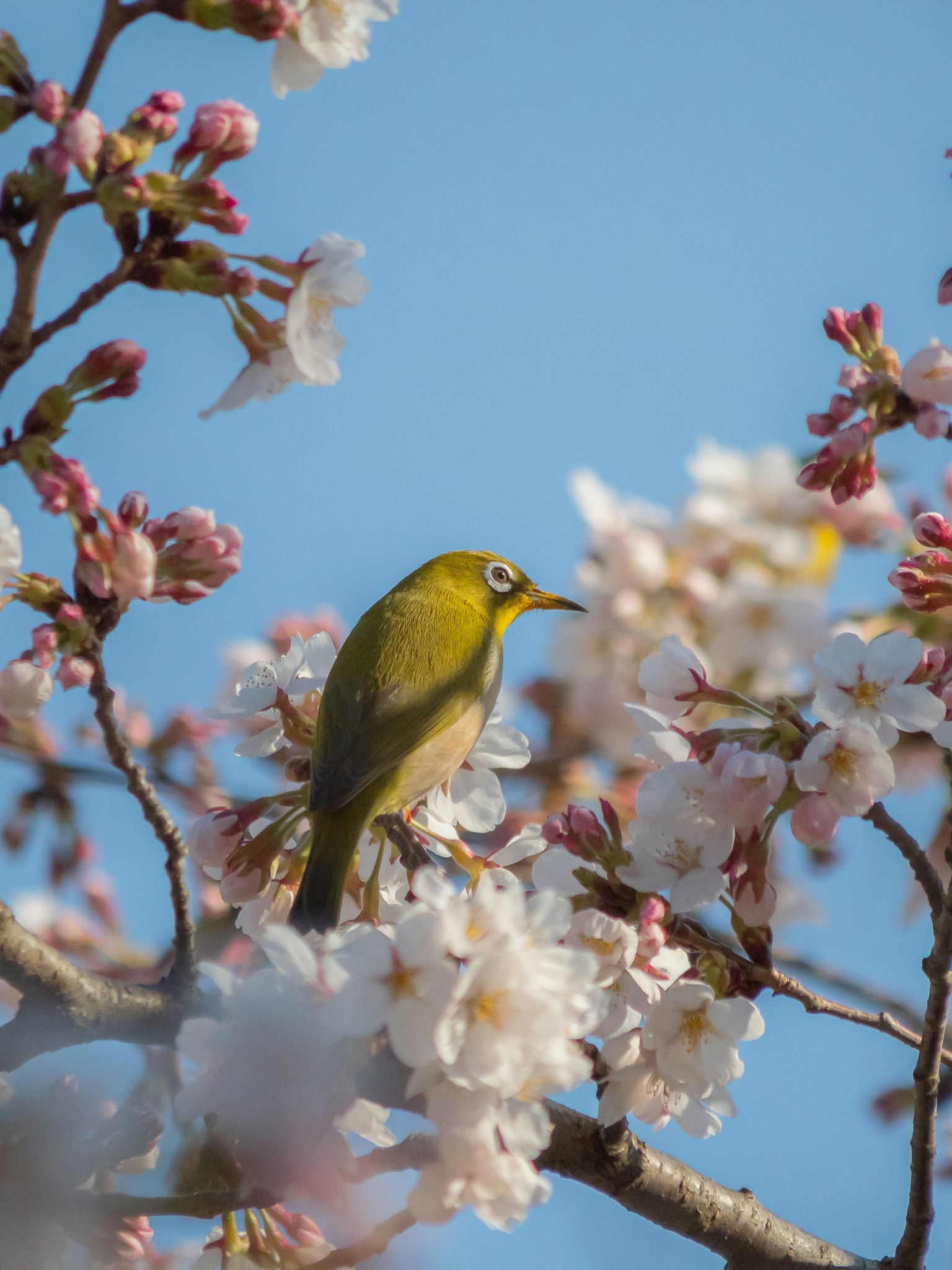 桜の花にとまるメジロ