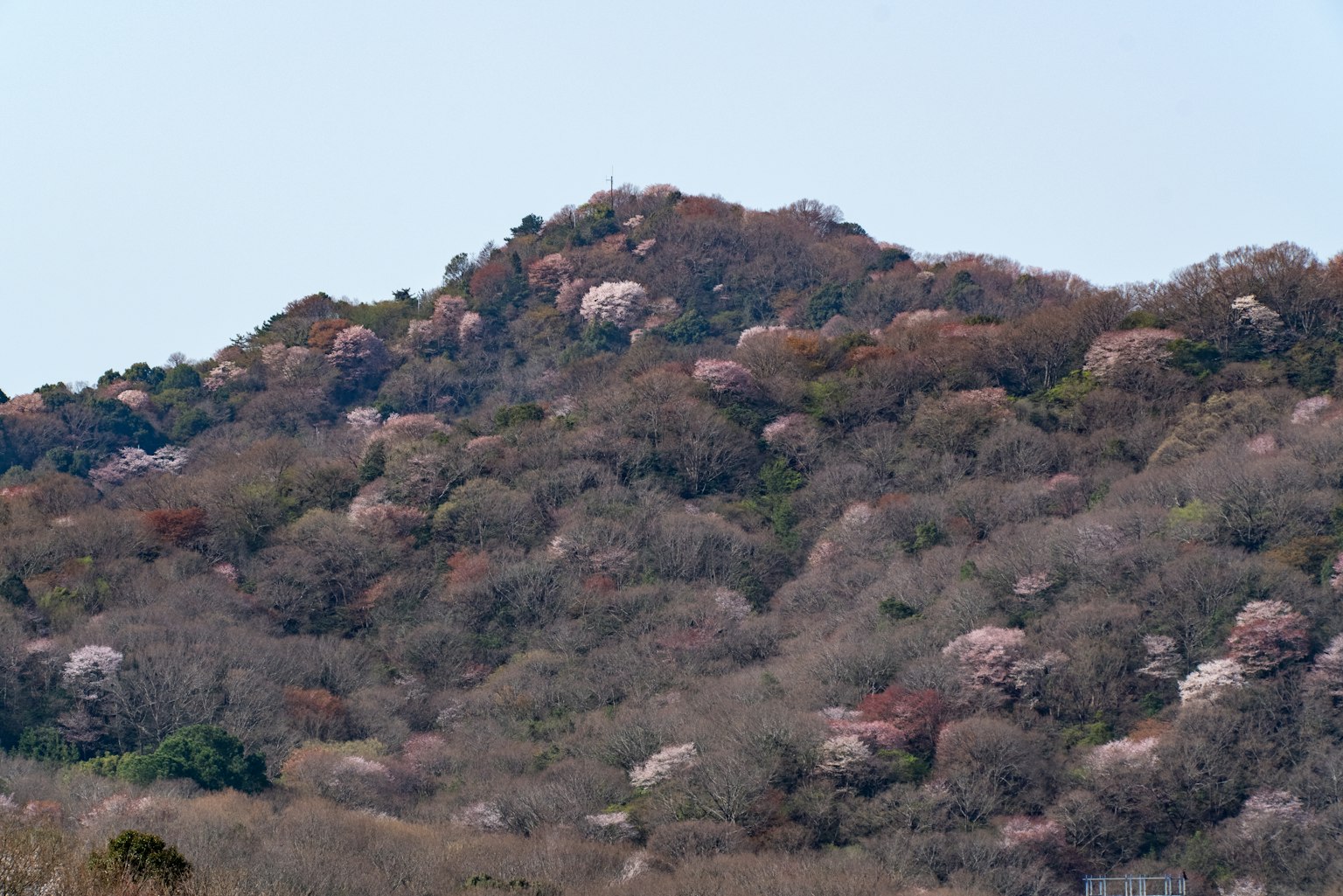 ทิวทัศน์ของภูเขาที่มีดอกไม้บานและความเขียวขจี