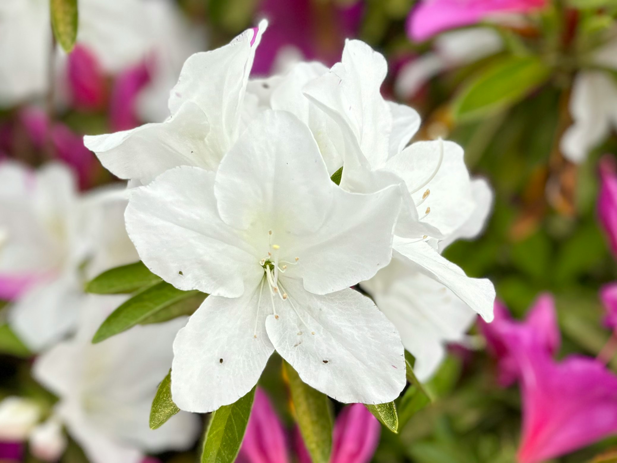 白い花びらのツツジのクローズアップ