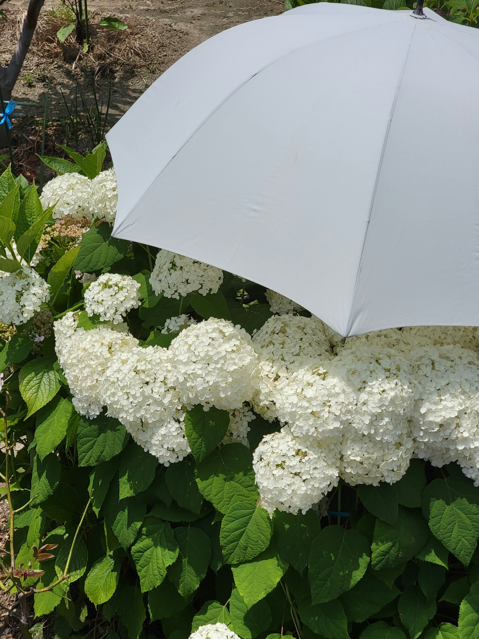 Hortensias blancs fleurissant sous un parapluie blanc