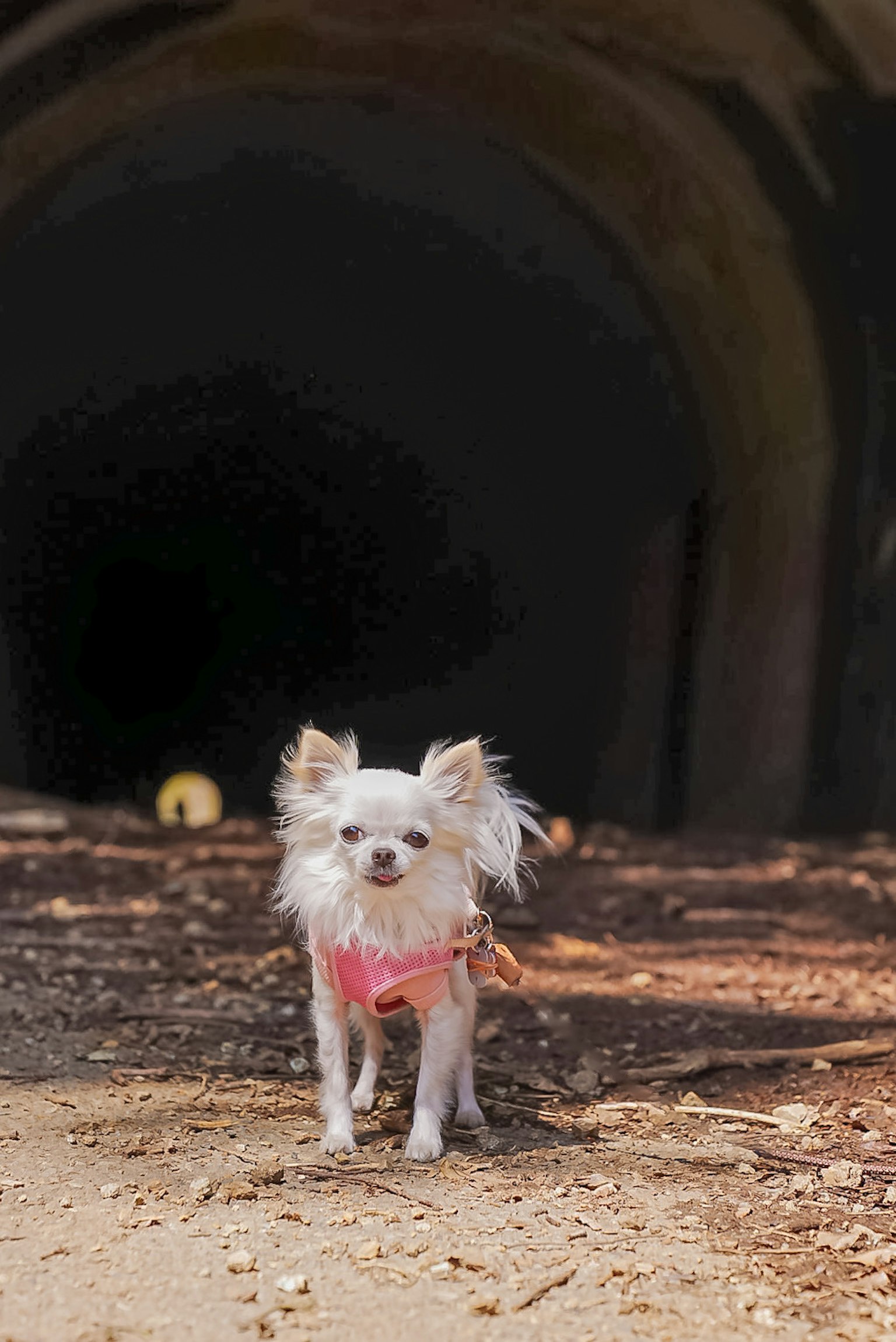 Chihuahua putih berdiri di depan terowongan